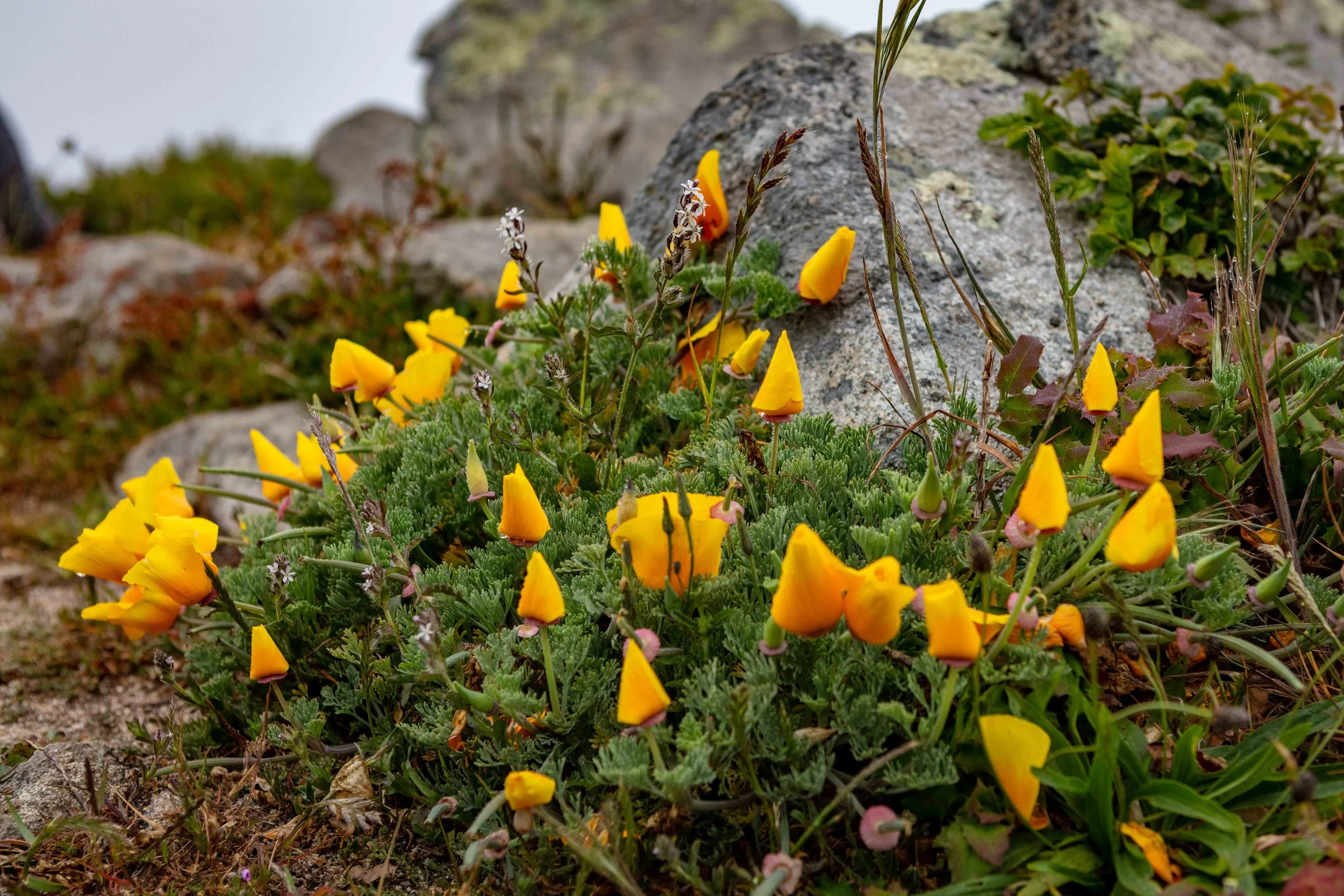 California poppies growing in rock crevices Tomales Point Trail Point Reyes spring wildflowers