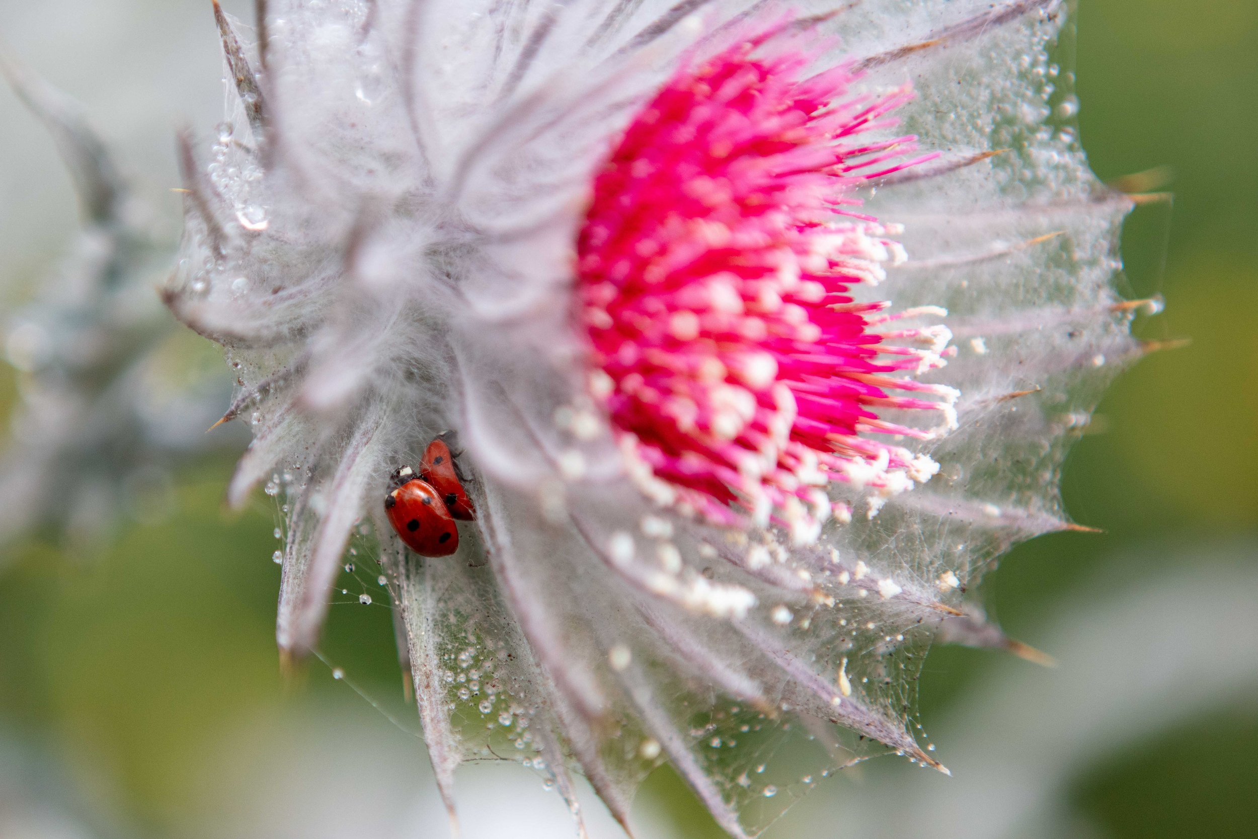 Ladybug on cobweb thistle with morning dew macro photography Tomales Point Trail Point Reyes spring wildflowers