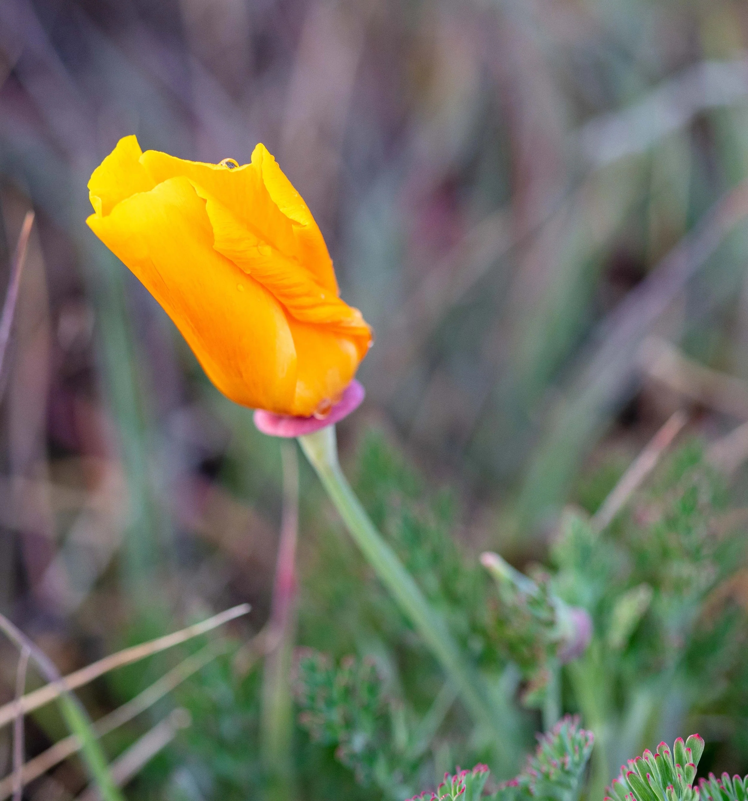 California poppy close-up with morning dew Tomales Point Point Reyes spring macro photography