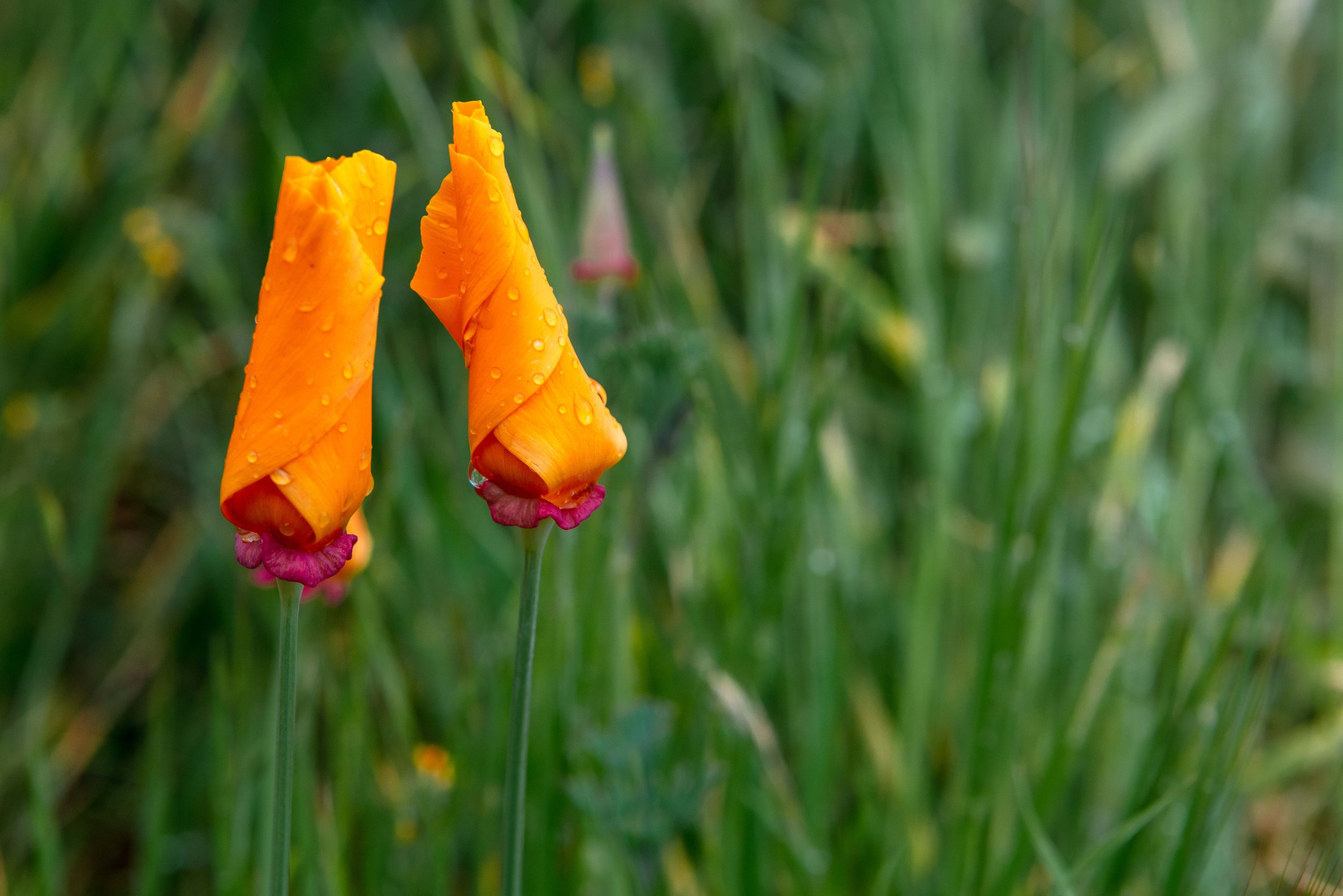California poppy buds with dew drops Point Reyes spring morning wildflower photography
