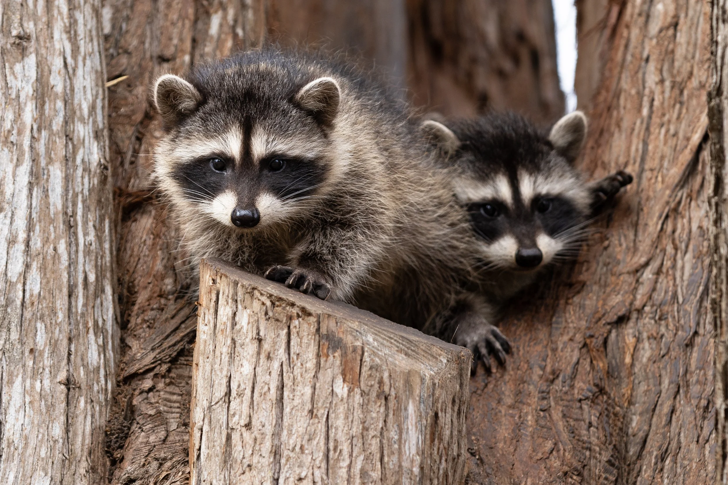 Two raccoons on a tree trunk among the branches in a forest.