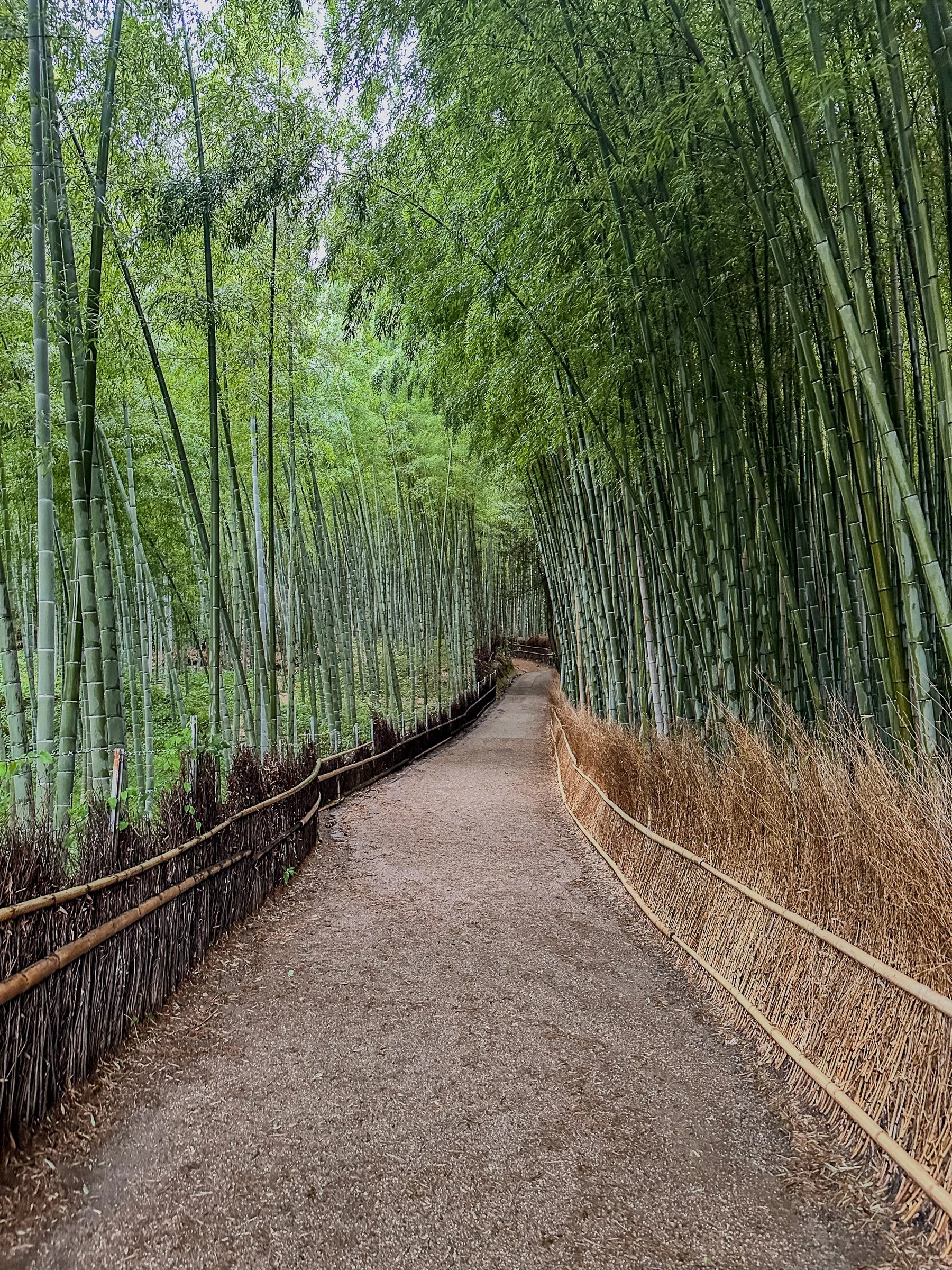 Arashiyama bamboo grove path Kyoto Japan summer morning wide
