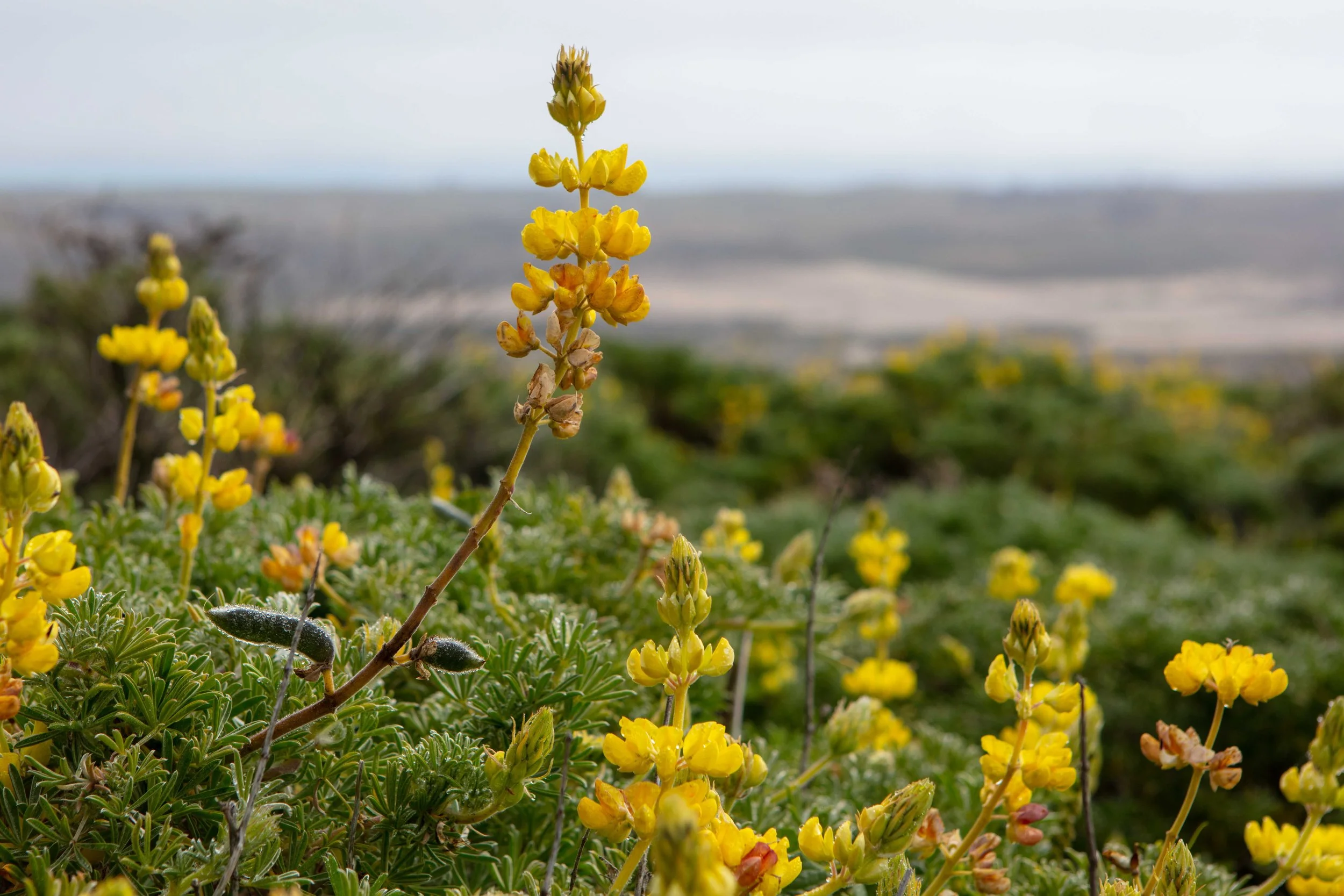 Yellow lupine wildflowers Tomales Point Trail with Tomales Bay in background Point Reyes spring