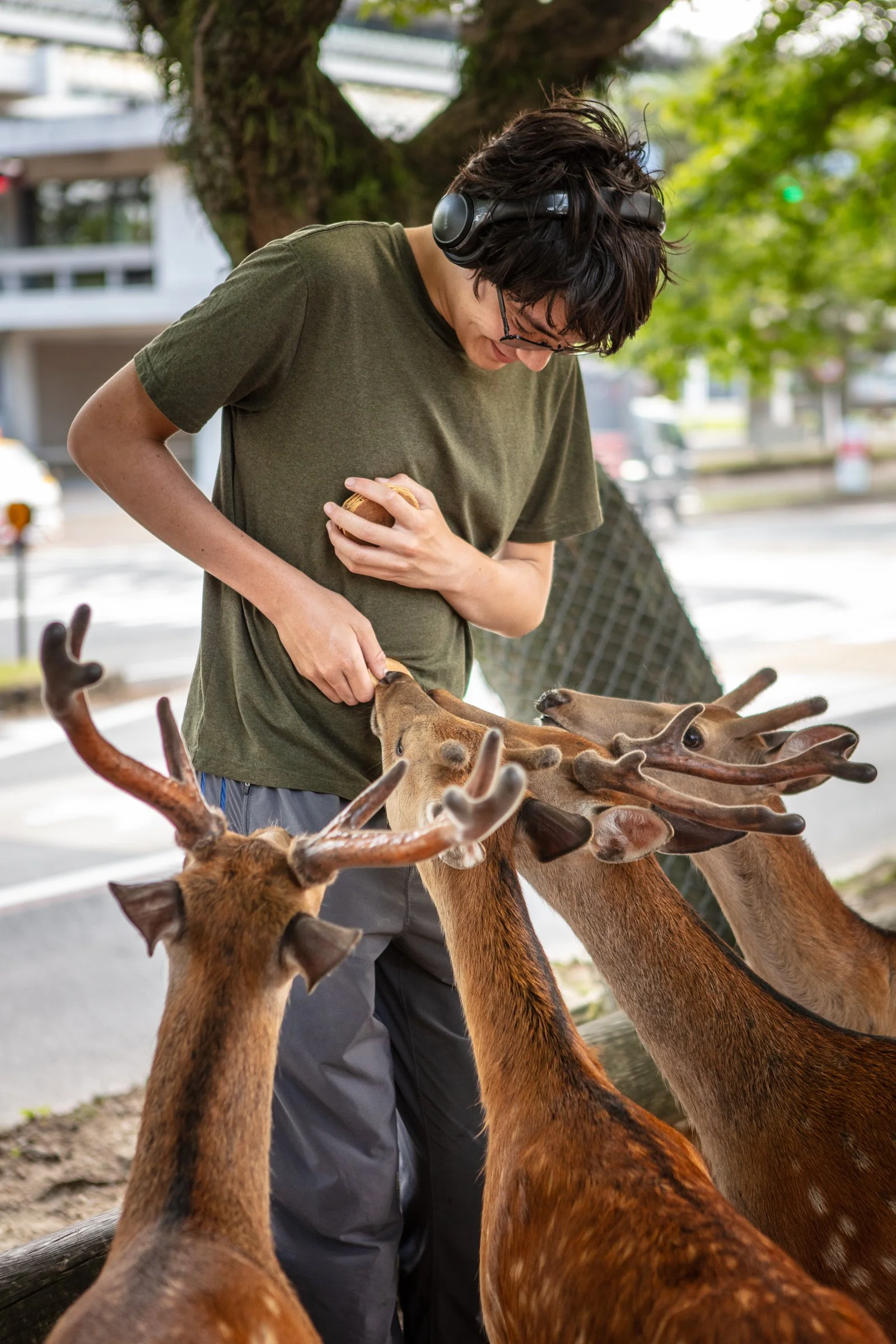 Boy surrounded by sika deer Nara Park Japan feeding shika senbei crackers