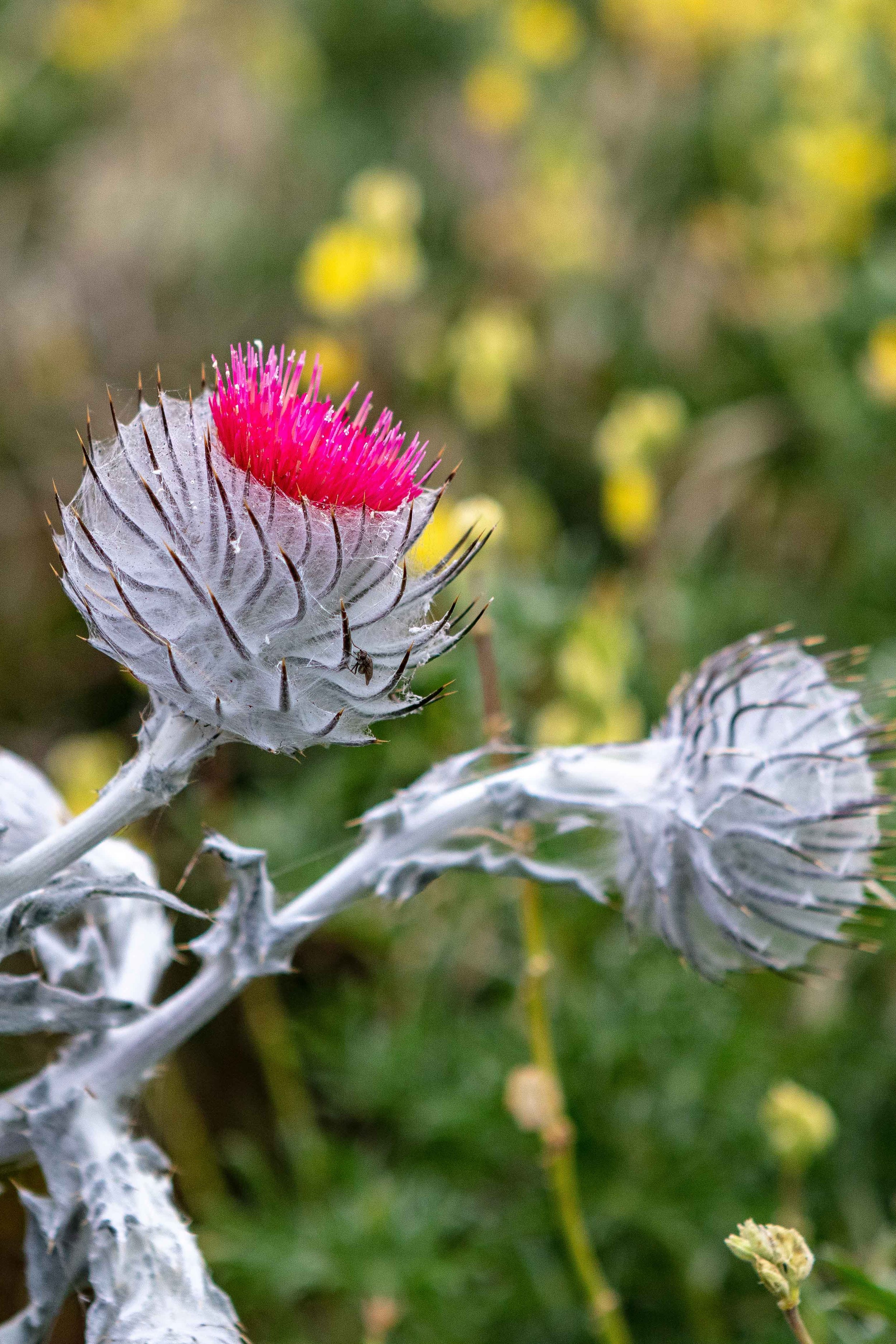 Cobweb thistle Cirsium occidentale Point Reyes Tomales Point Trail spring wildflowers silver pink native California plant