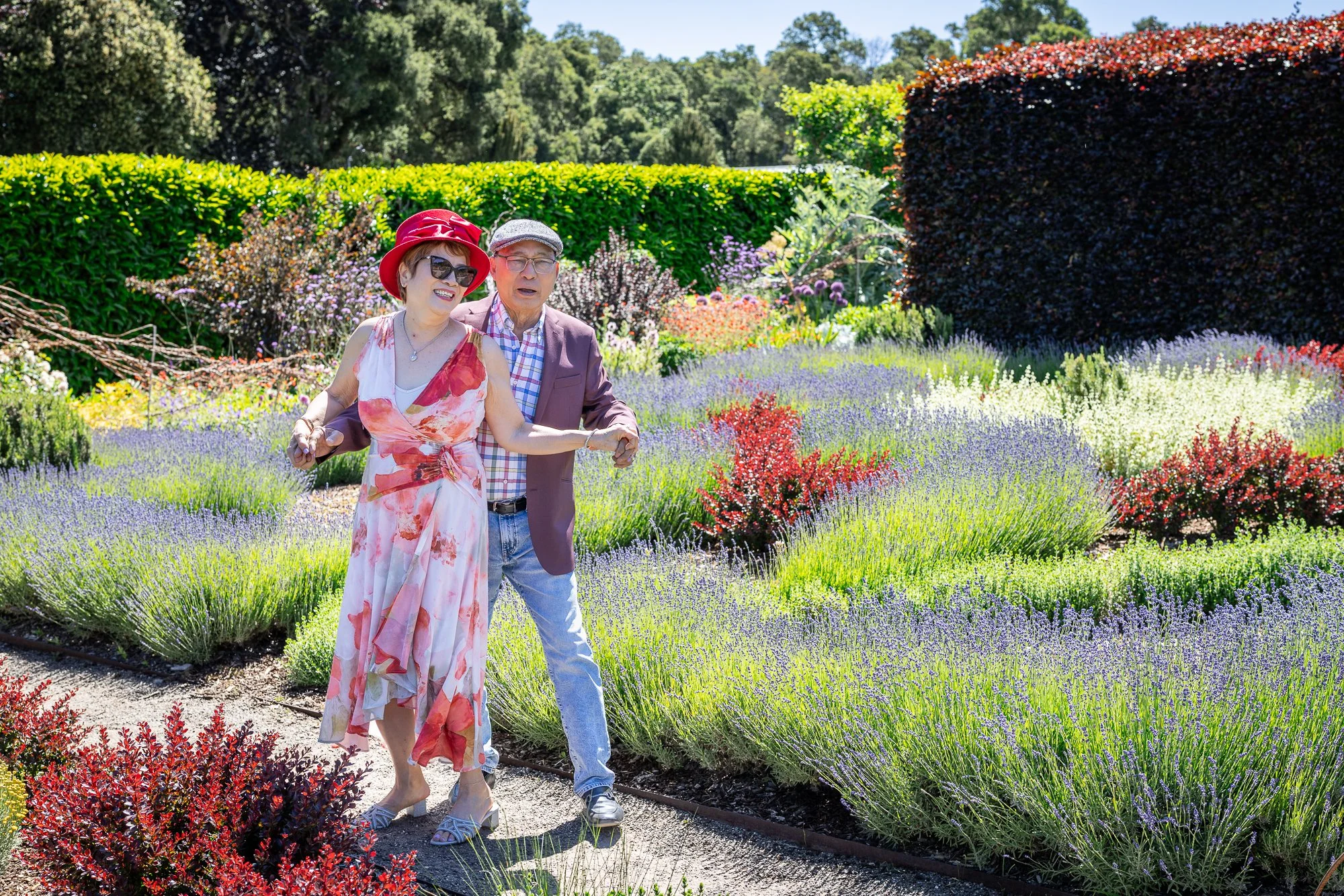 Older couple walking through Filoli knot garden lavender beds, peak laugh, Bay Area portrait