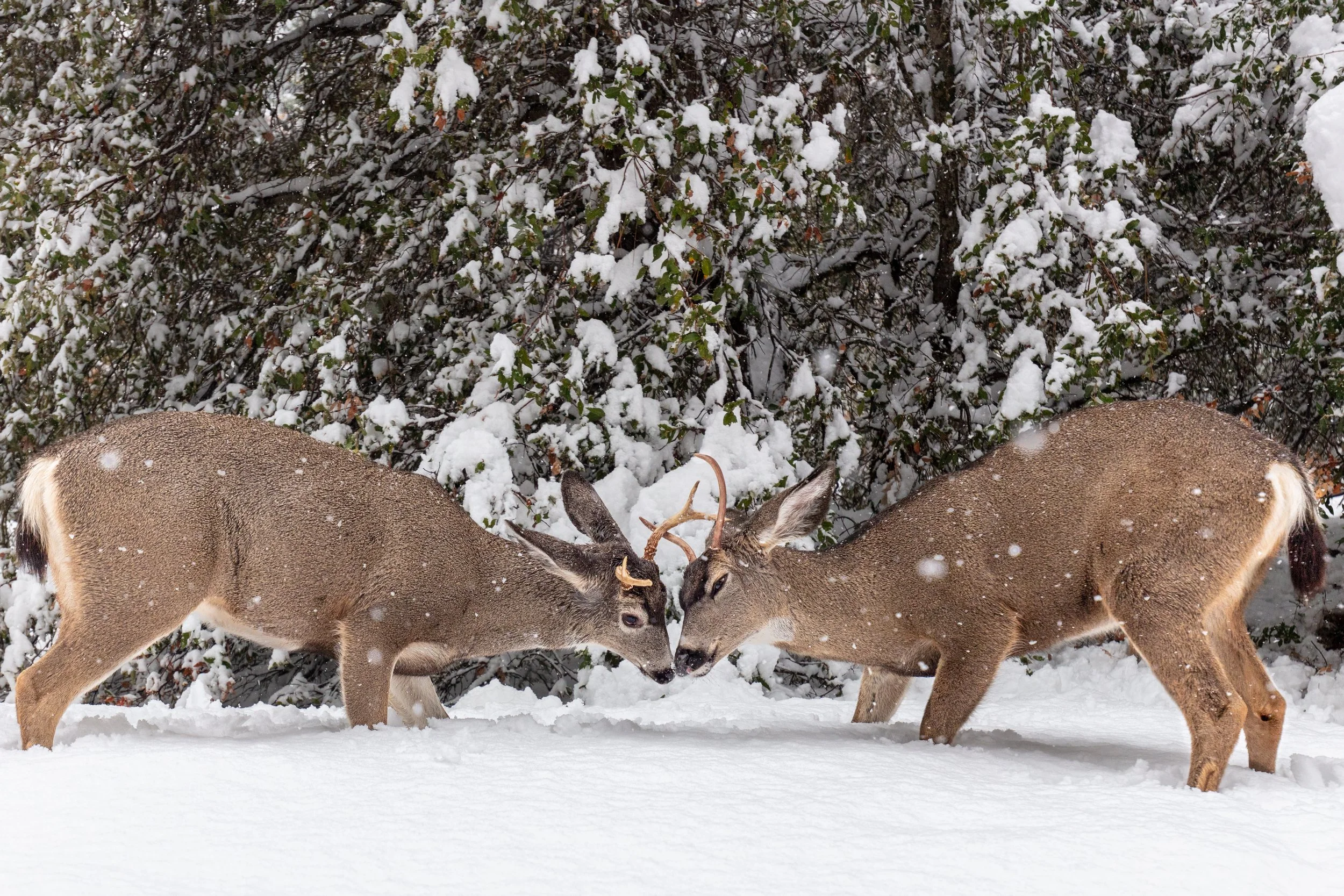 Two deer, one with antlers and one without, touching noses in a snow-covered forest.
