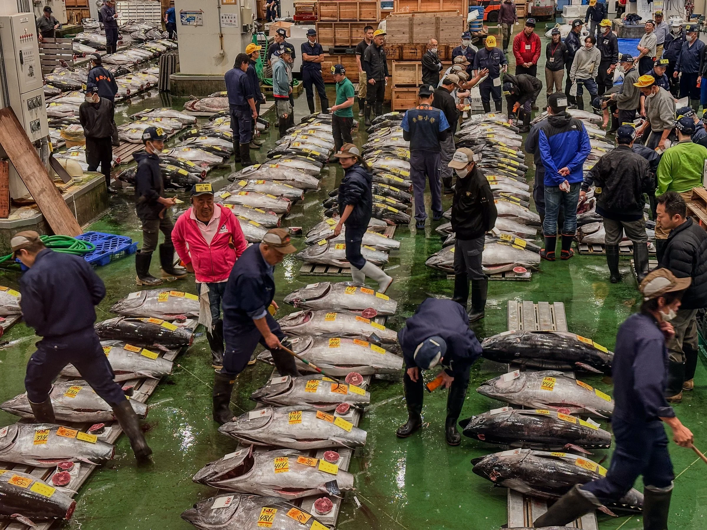 Tuna auctioneer ringing bell Toyosu market Tokyo Japan
