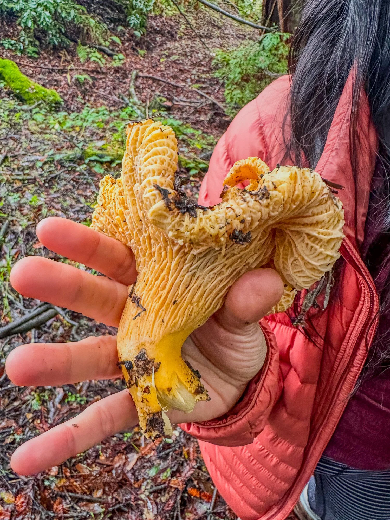Hands holding large golden chanterelle mushroom showing cream false gills underside, Bay Area foraging Santa Cruz Mountains