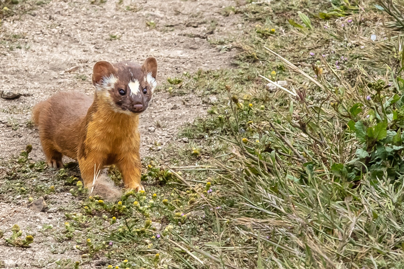 Long-tailed weasel Tomales Point Trail Point Reyes National Seashore wildlife photography Marin County California