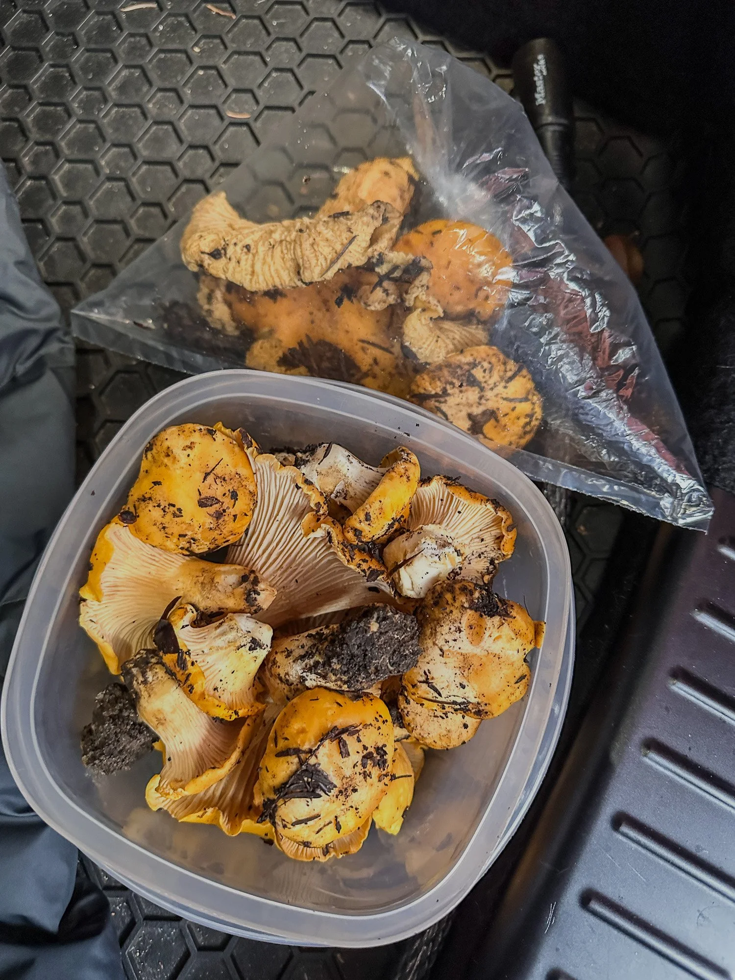 Container and bag of freshly foraged golden chanterelle mushrooms in back of car, Santa Cruz Mountains Bay Area