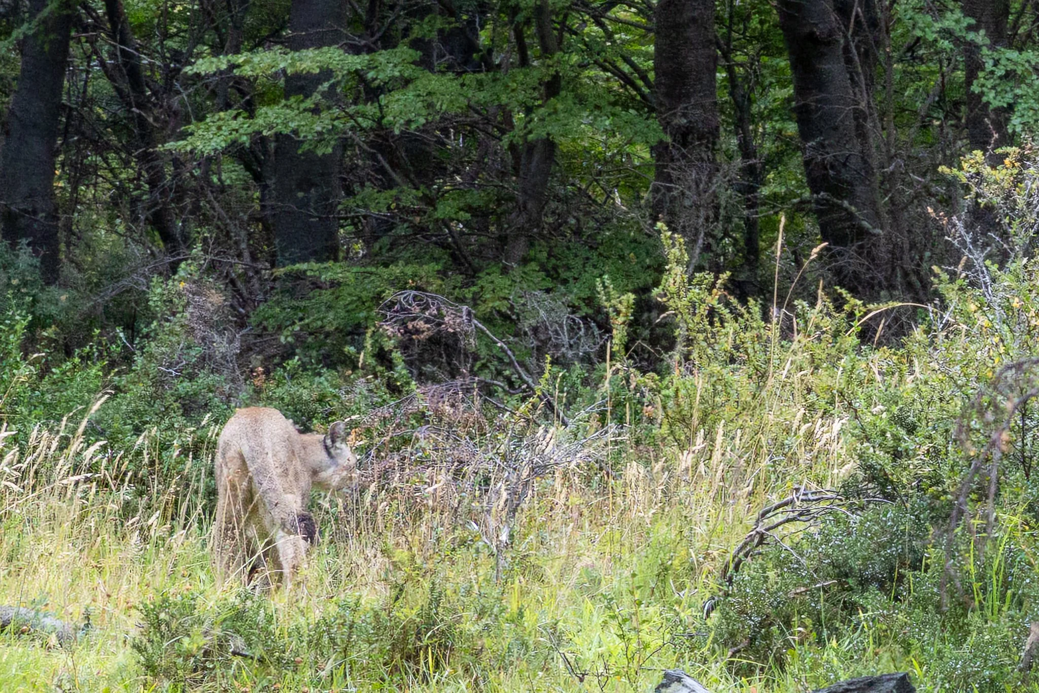 Puma moving through grass shot by Matthew Duncan