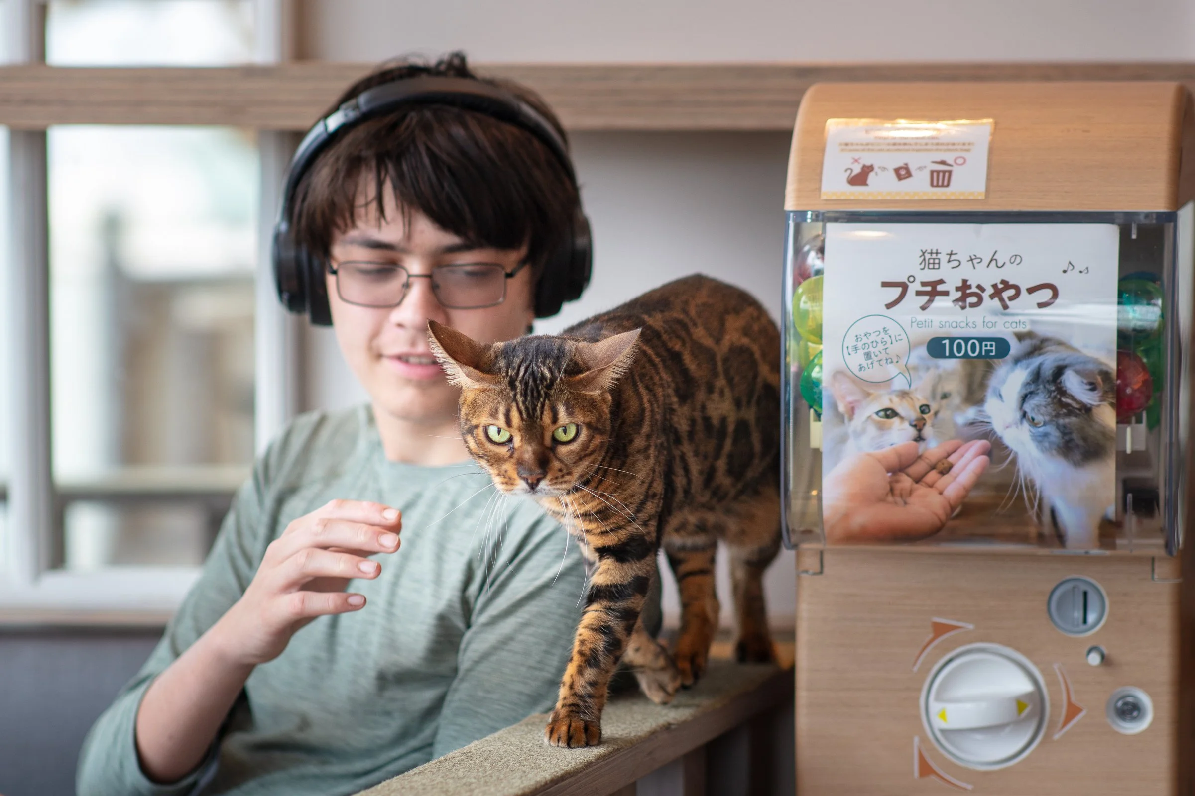 Tokyo cat cafe teenage boy with Bengal cat treat dispenser Japan