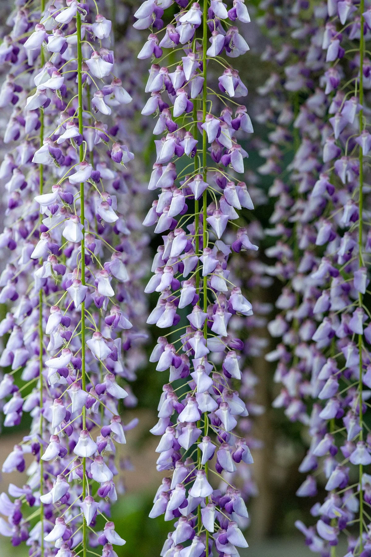 Close-up of purple wisteria cascades in full spring bloom at Elizabeth Gamble Garden, Palo Alto, California