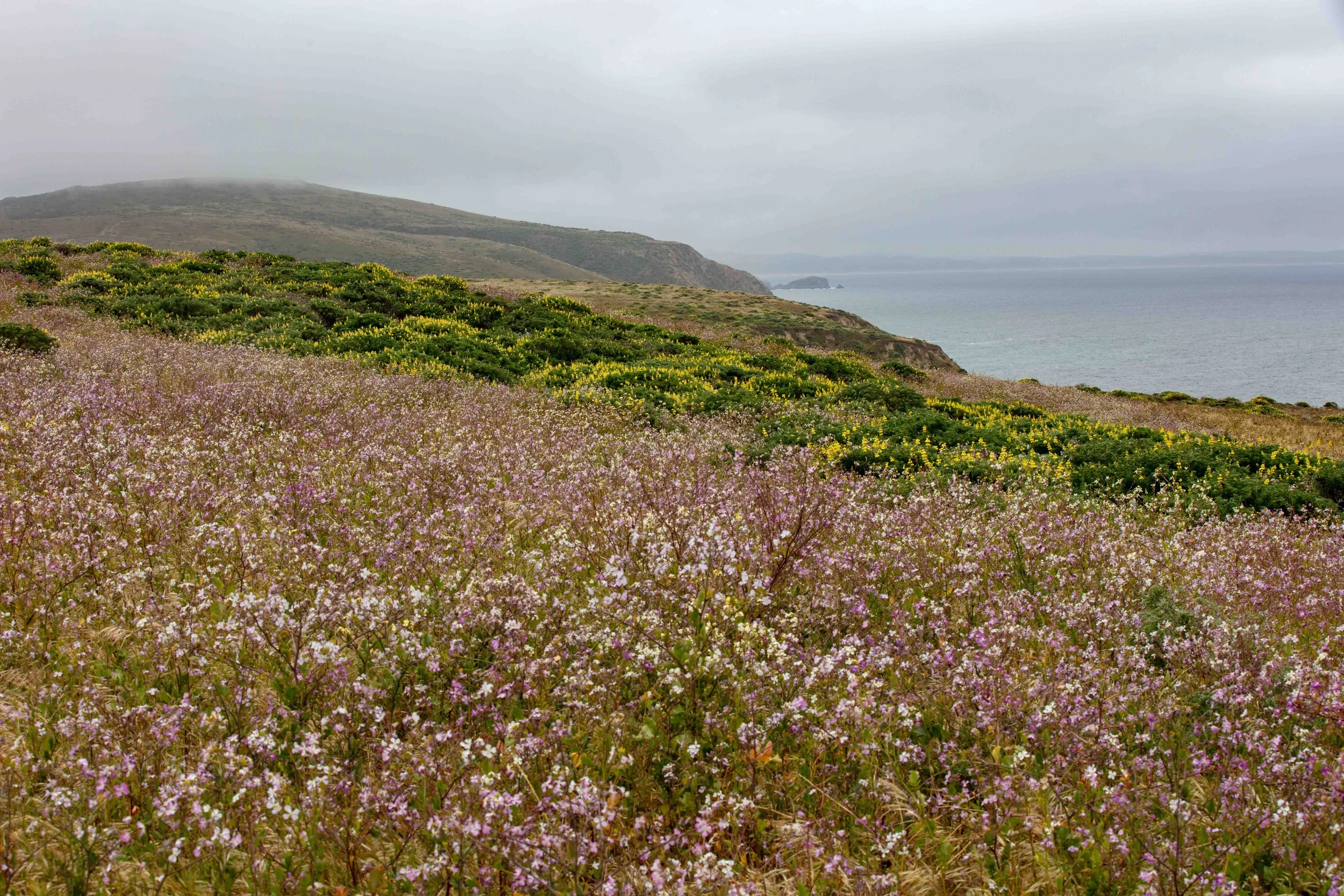 Vast wildflower field Tomales Point Trail Point Reyes spring bloom purple white yellow flowers coastal hillside