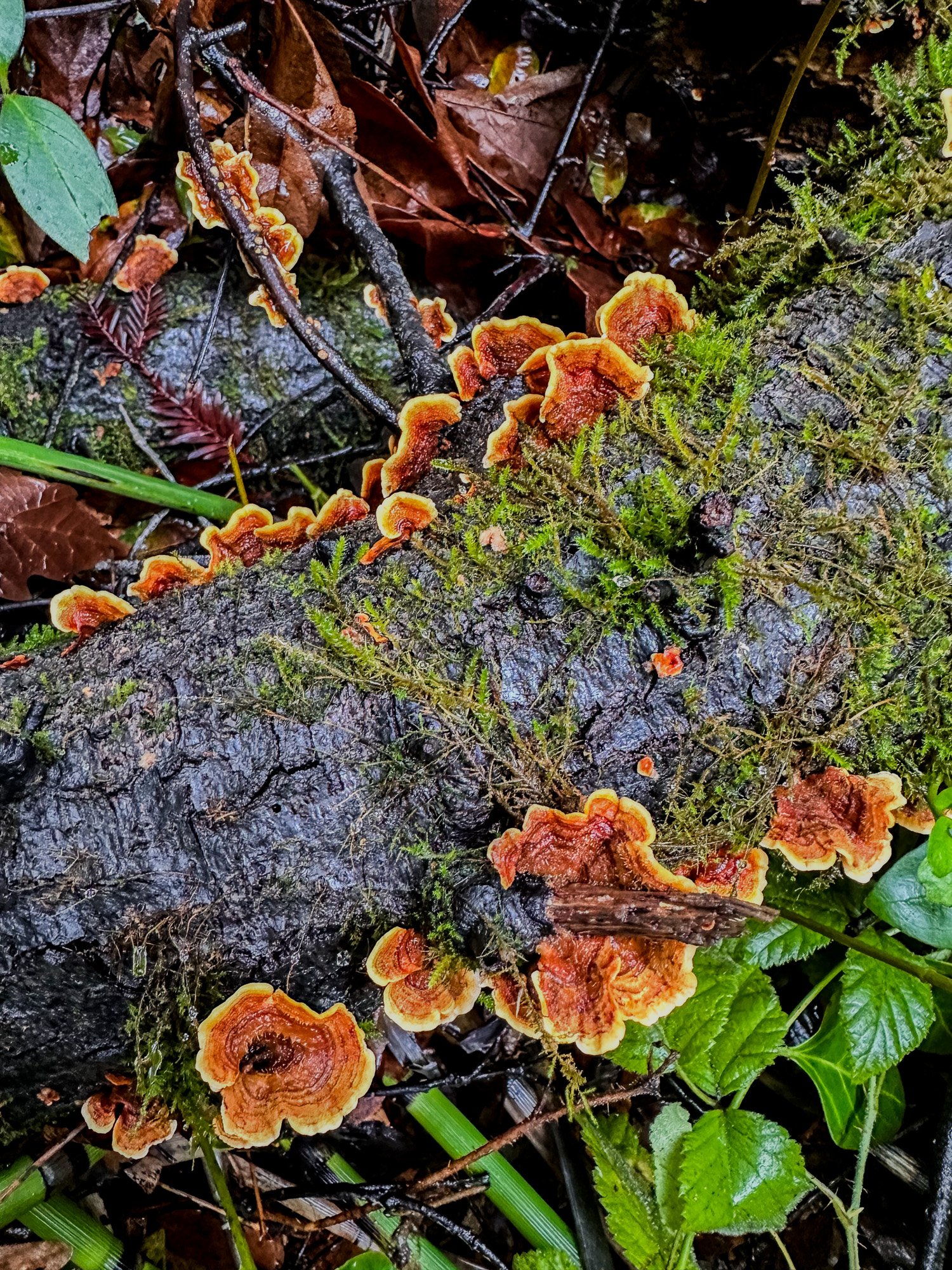 Orange turkey tail fungi growing in layers on mossy log in Bay Area forest, winter foraging Santa Cruz Mountains