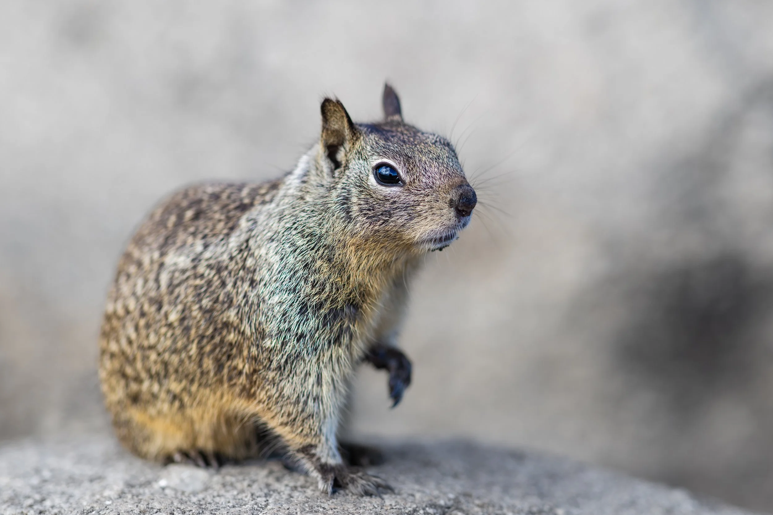 Squirrel 17 mile drive bay area pacific grove