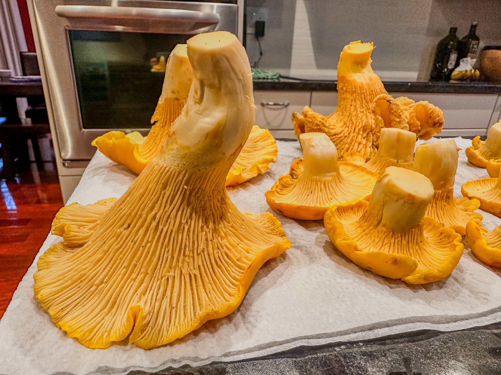 Golden chanterelle mushrooms cleaned and laid out on paper towel on kitchen counter, wild foraged Bay Area Santa Cruz Mountains