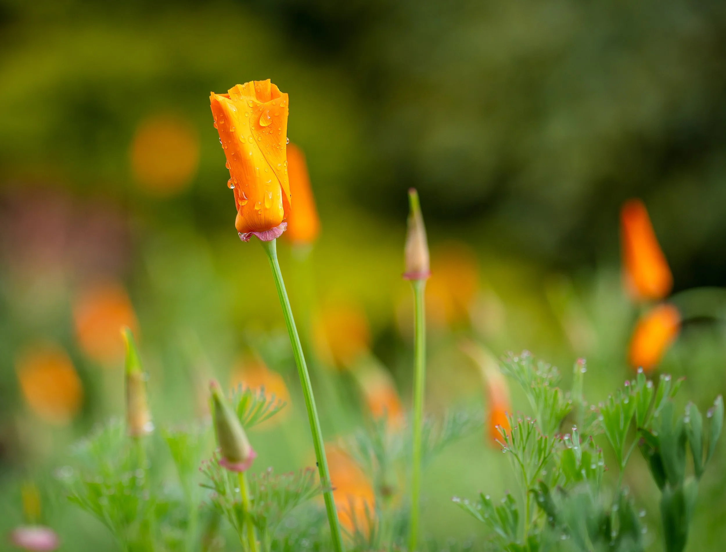 Close-up of an orange flower with water droplets on the petals, surrounded by other orange flowers and green foliage in the background.