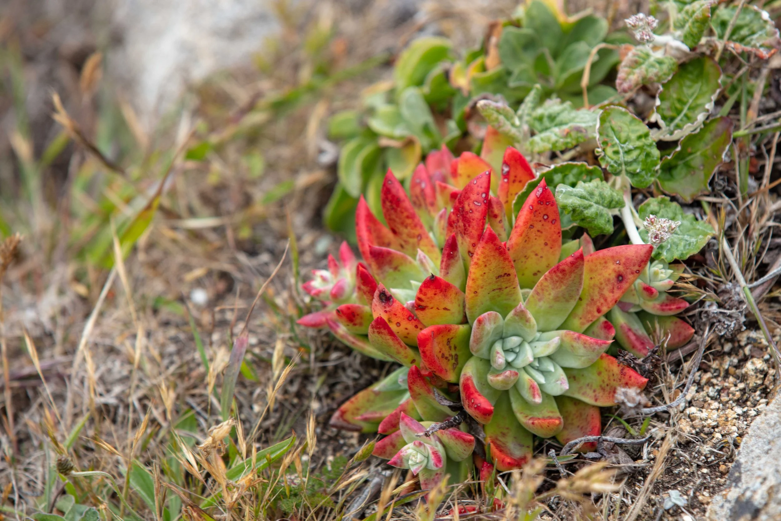 Dudleya succulent growing in rock crevice Tomales Point Trail Point Reyes coastal native plants spring