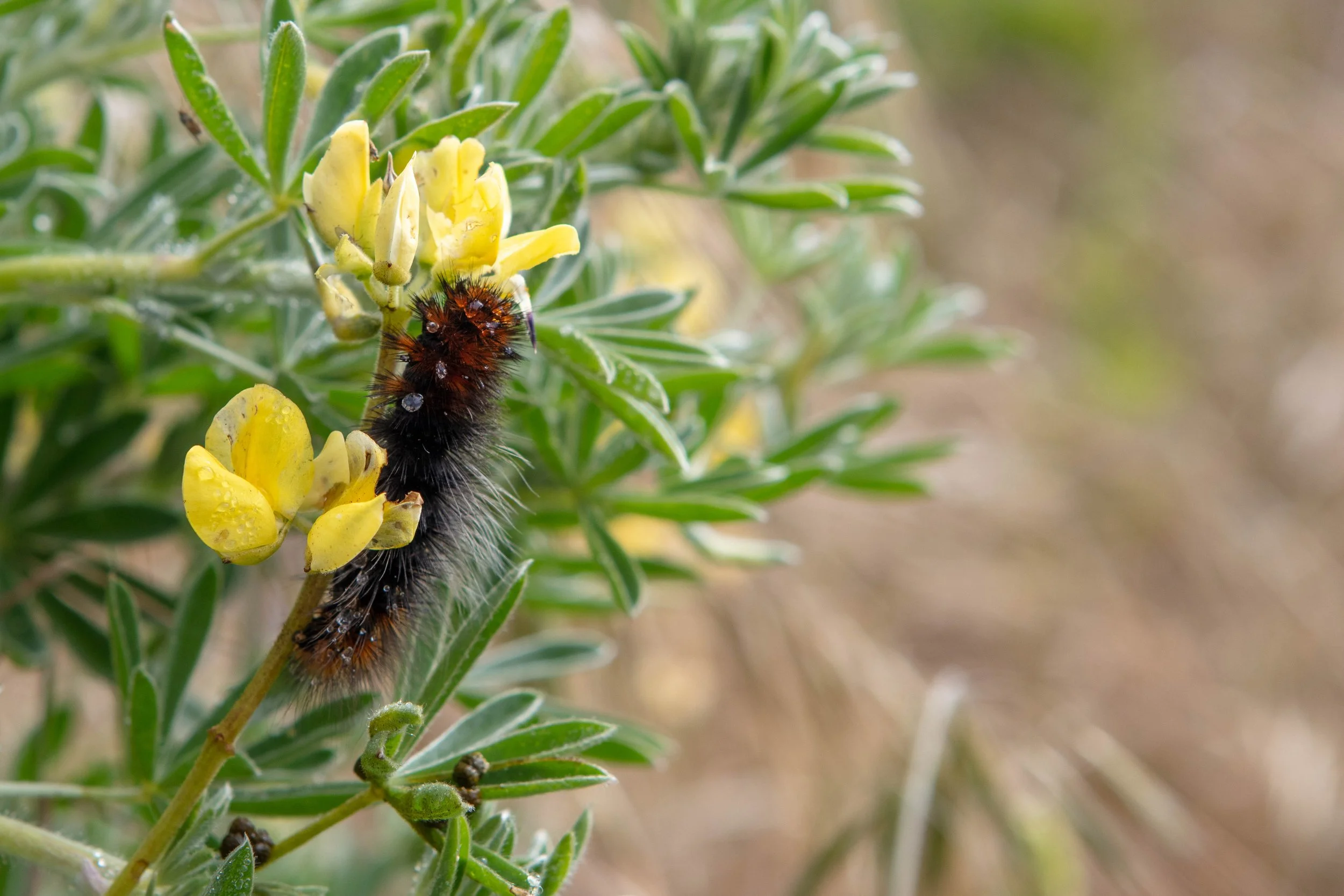 Woolly bear caterpillar on yellow lupine wildflowers Tomales Point Trail Point Reyes spring macro wildlife photography