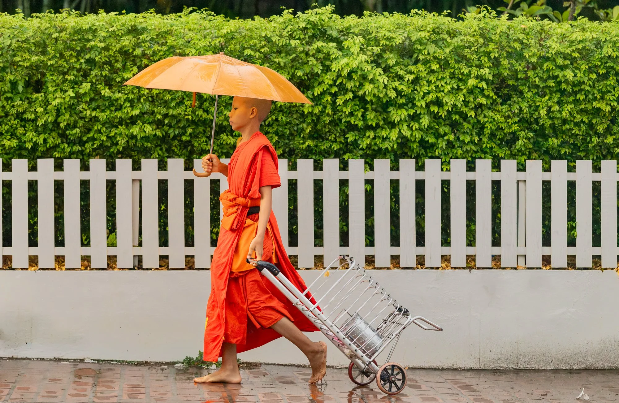 Novice monk pulling an alms trolley past a white picket fence in the rain, Luang Prabang