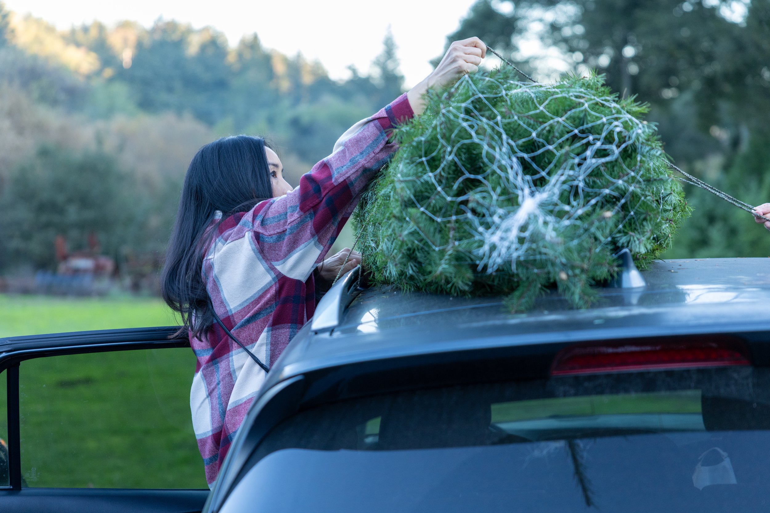 family strapping christmas tree onto car roof Radonich Ranch