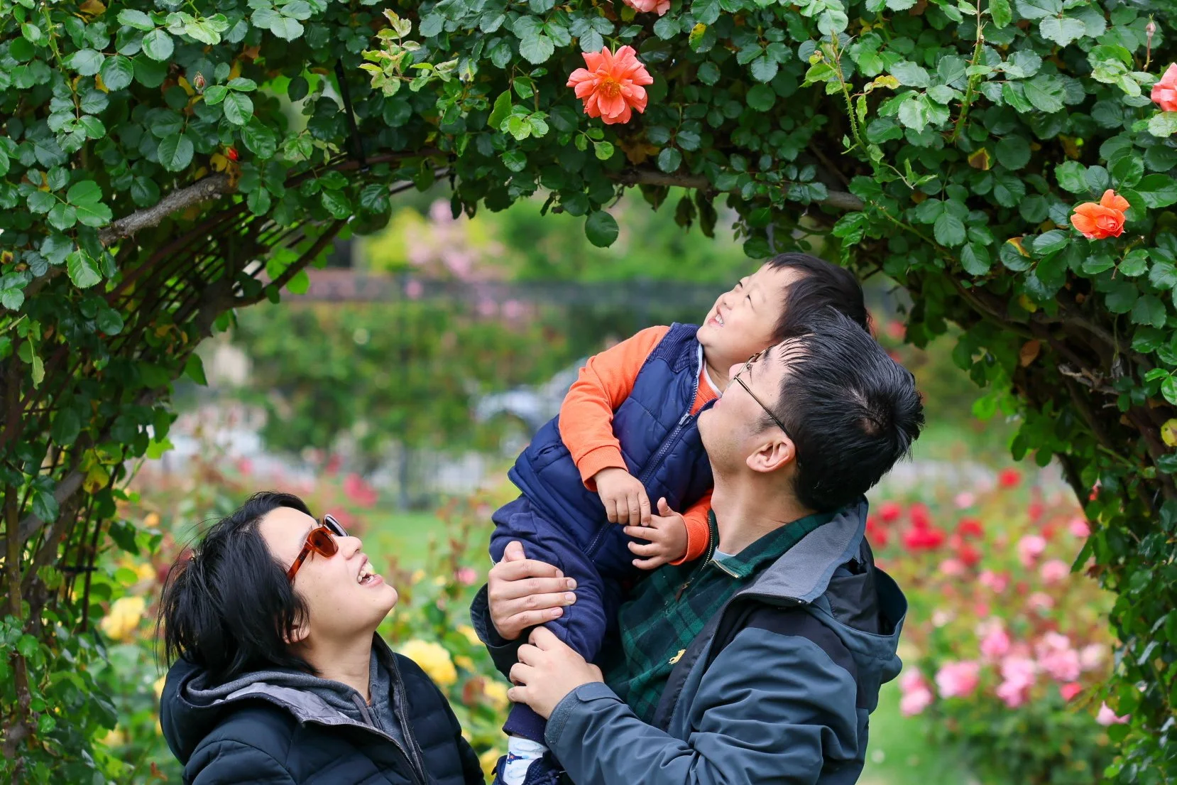 Father lifting his toddler under a rose arch at a Bay Area outdoor family photography session, San Jose Rose Garden