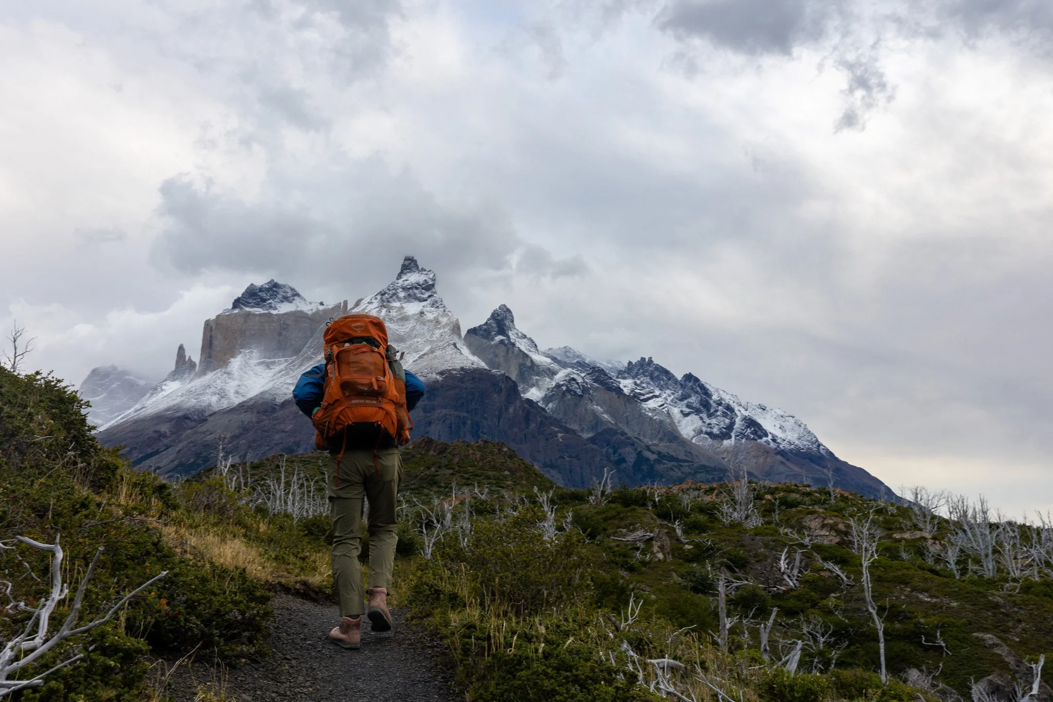 Hiker with orange backpack walking away down trail directly toward snow-covered Los Cuernos massif with white-barked dead trees on either side, Torres del Paine