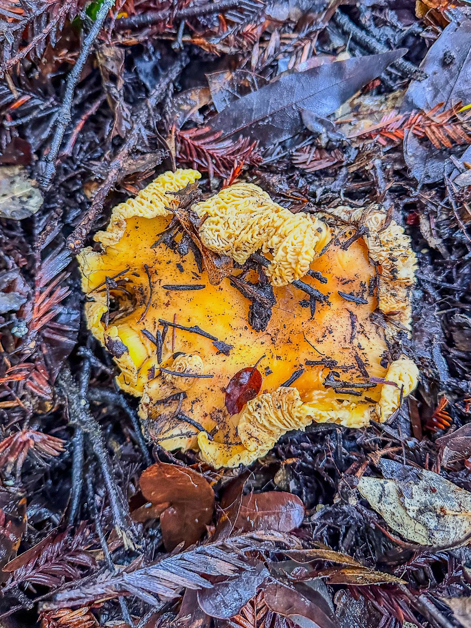 Chantrelle mushroom close up in ground