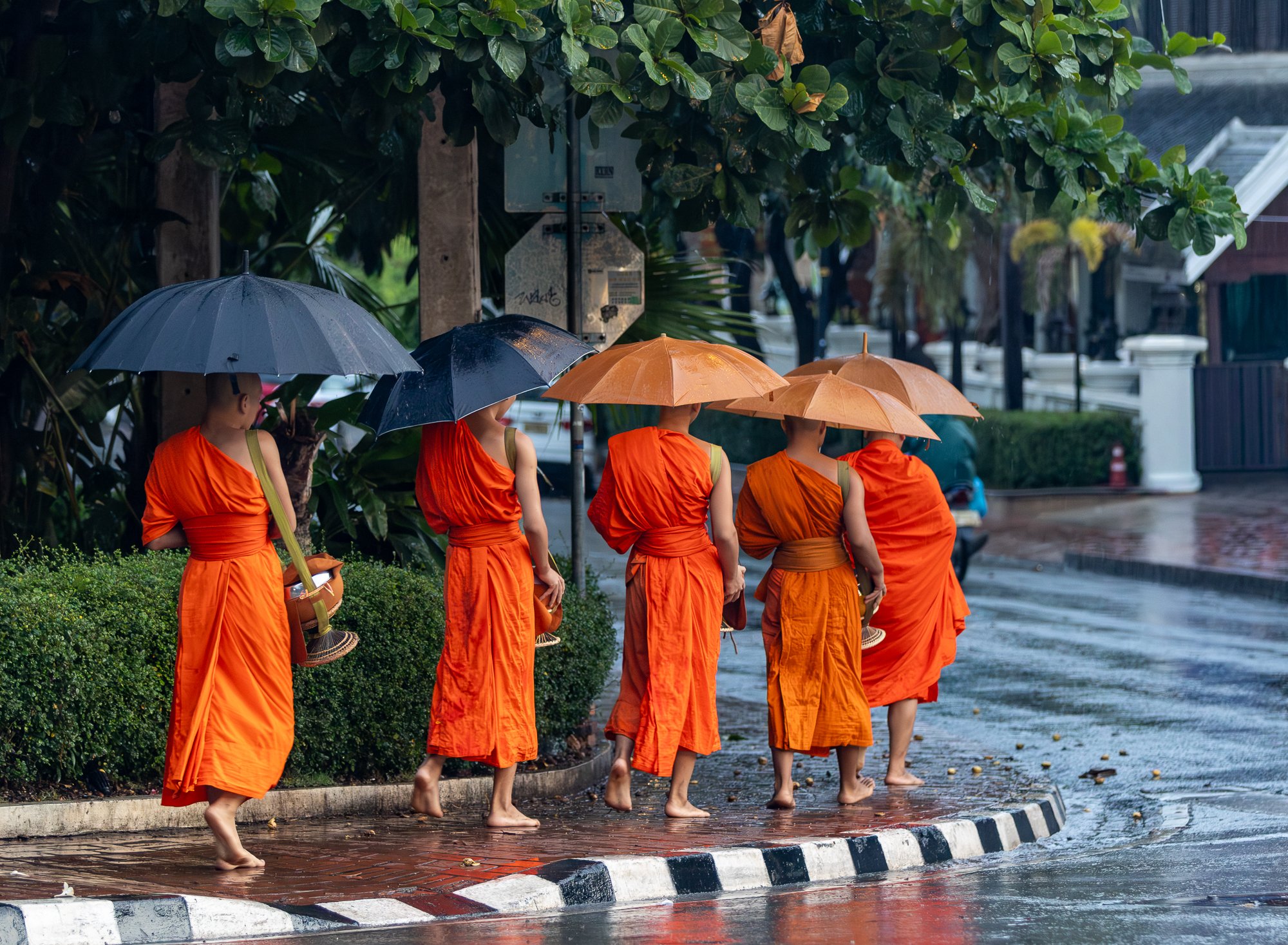 Luang Prabang alms ceremony, five monks with umbrellas rounding a corner in the rain at dawn