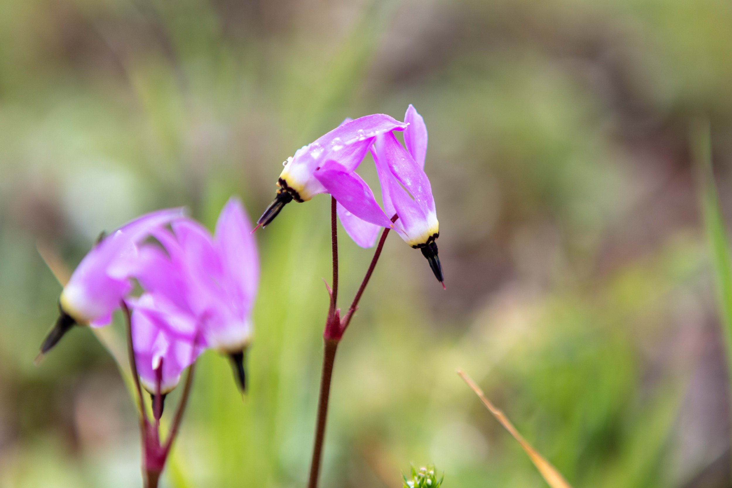 Shooting star wildflowers Dodecatheon Tomales Point Point Reyes spring macro photography California native plants