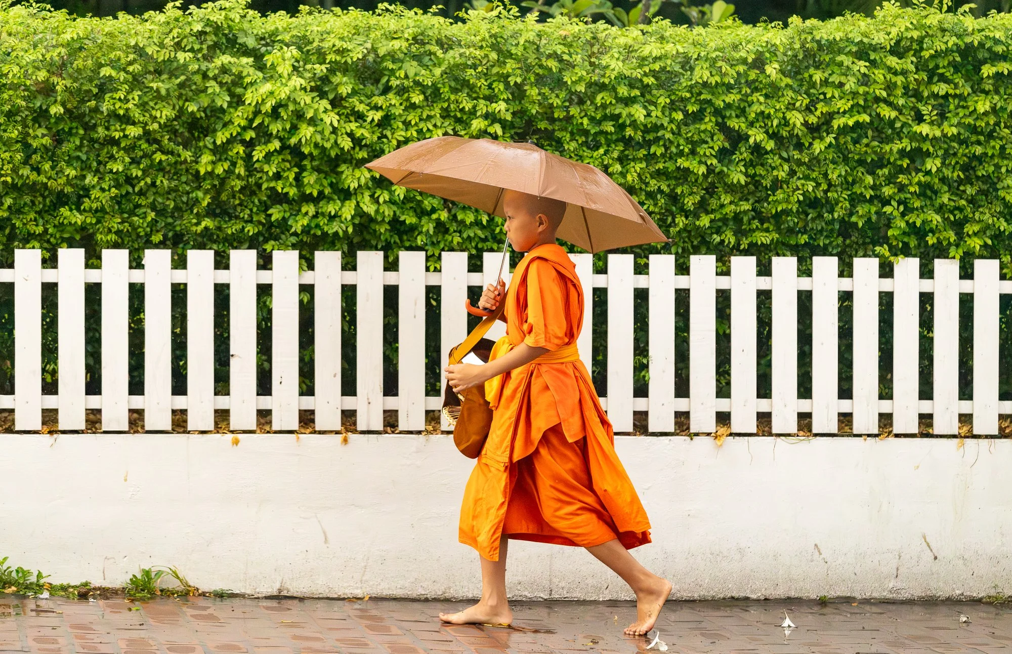 Young novice monk with umbrella walking past a white fence during Tak Bat, Luang Prabang