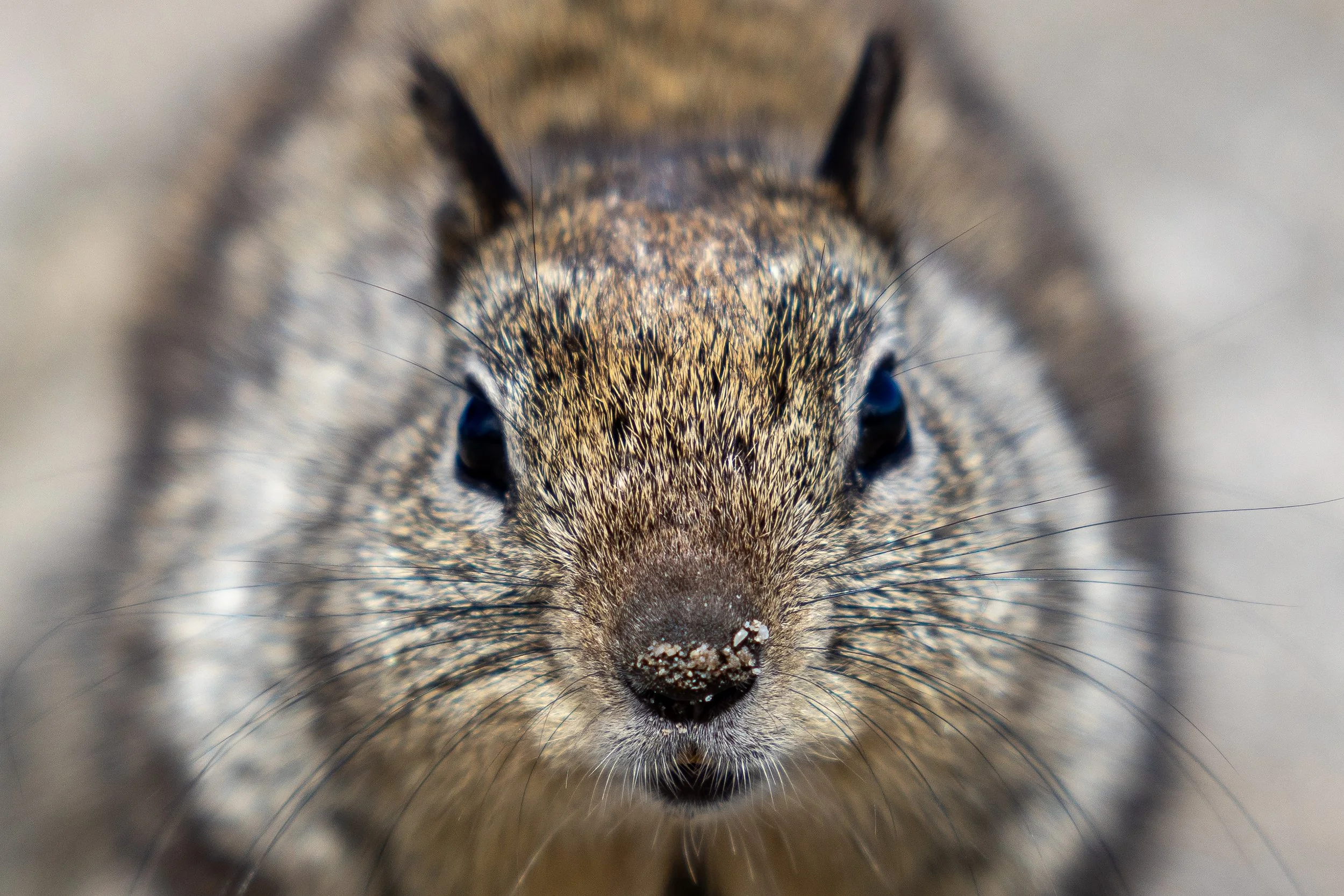 bay area pacific grove close up of squirrel face