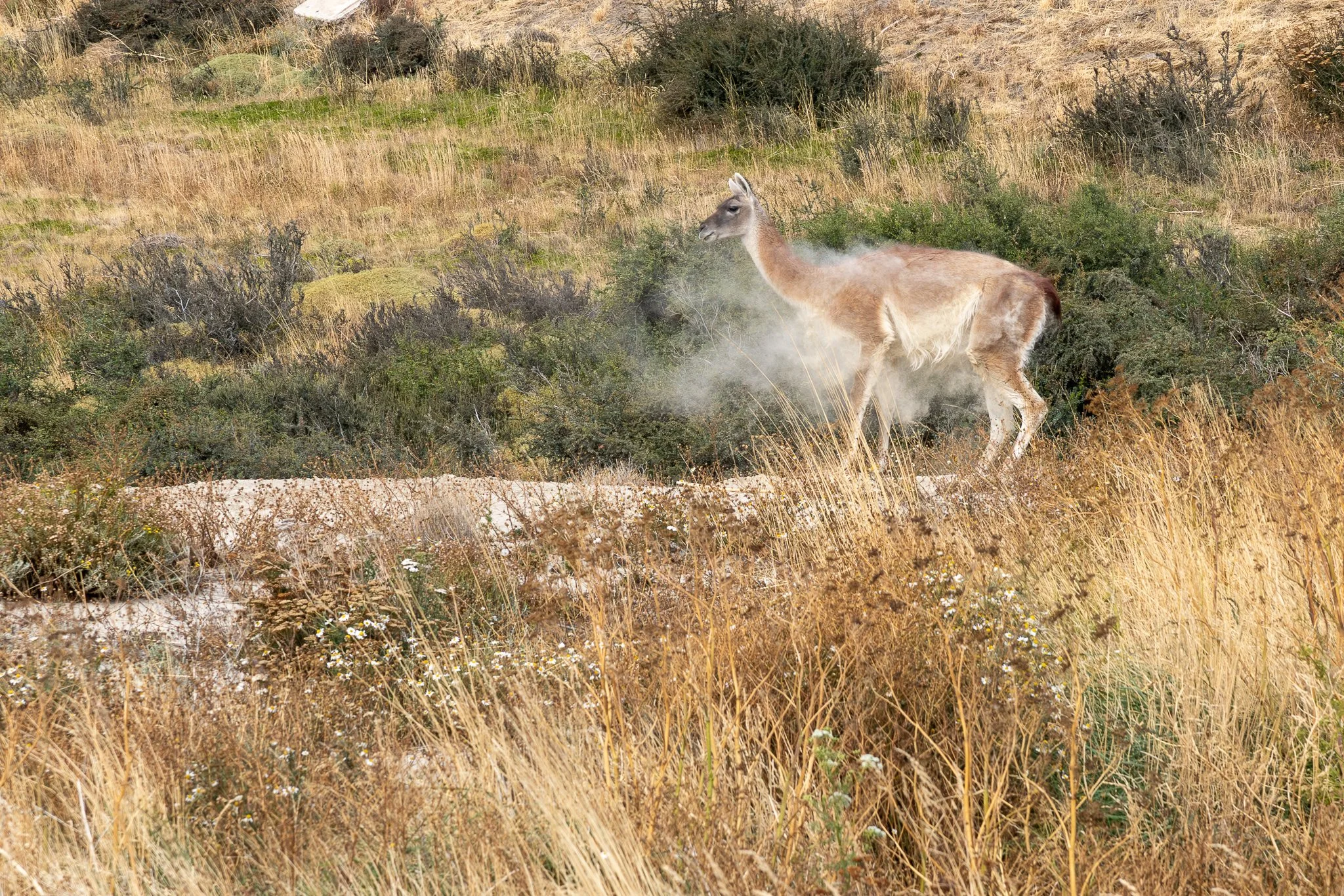 Guanaco at Patagonia Welcome Center