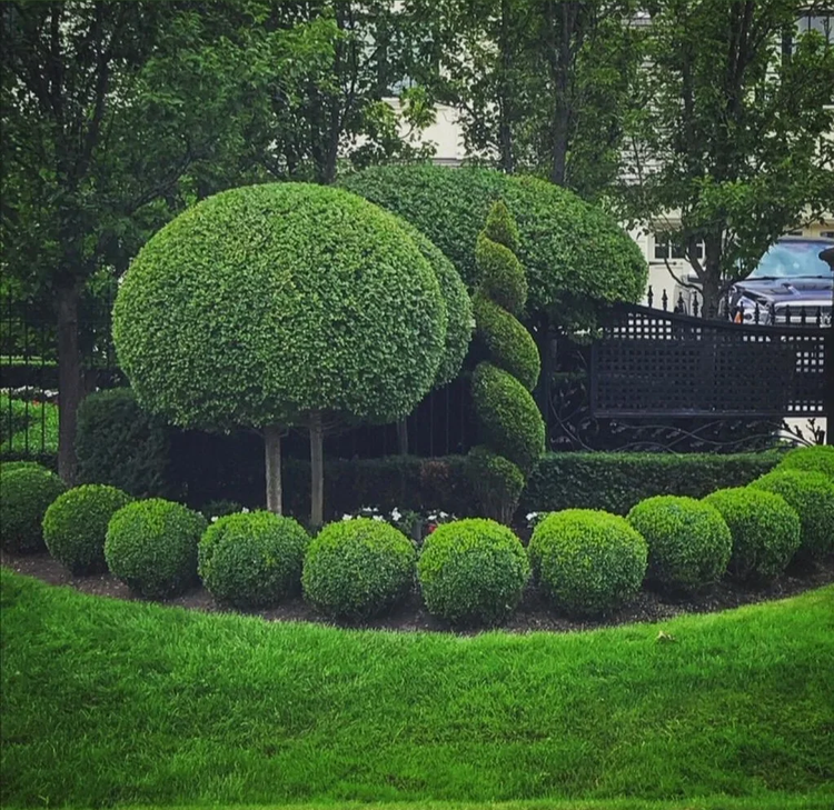 Sculpted topiary garden