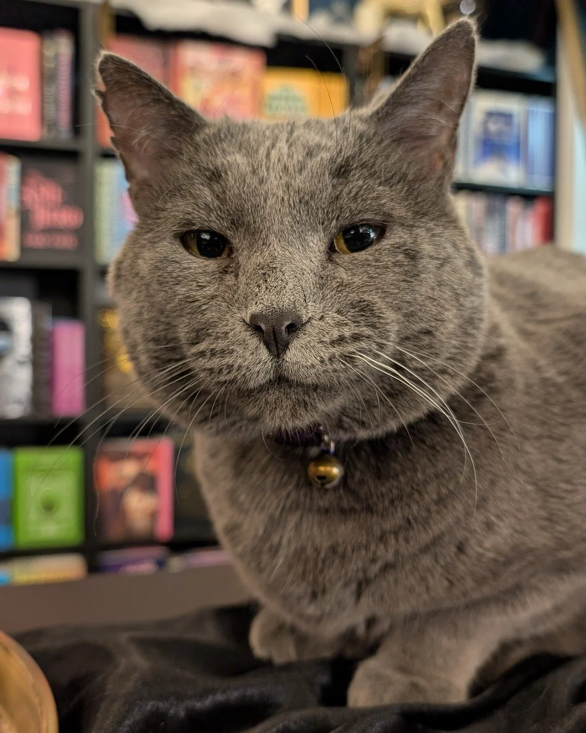 He's coming back for one day only! Our semi-retired shop cat Hondo will be in the store for Indie Bookstore Day and this might honestly be the detail I'm most excited about! Come meet him. He's very opinionated about which books you should buy.
.
.
.