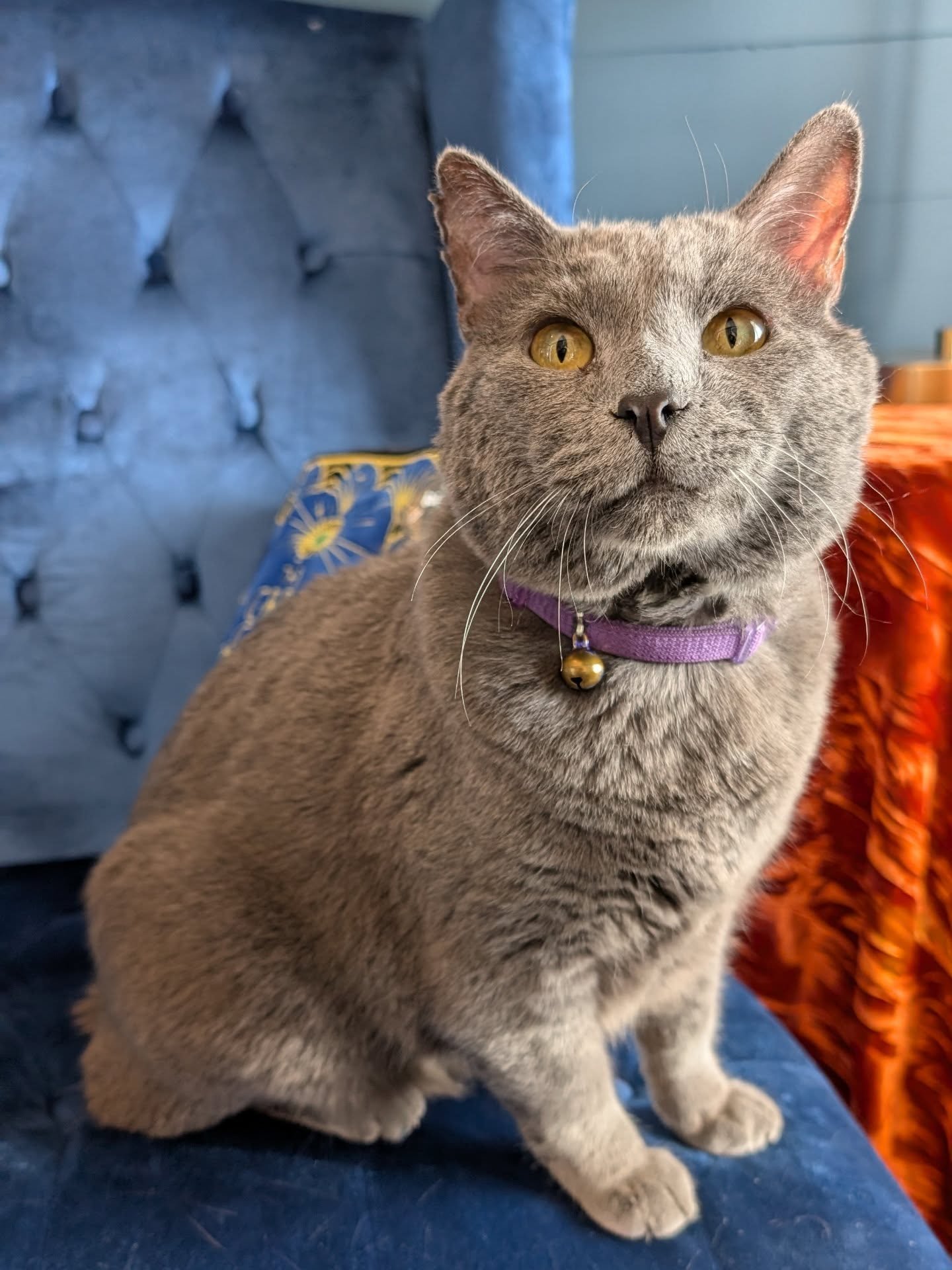 We are officially open for Independent Bookstore Day! Hondo is here begging for treats, and there are 8 goodies hidden around the store!