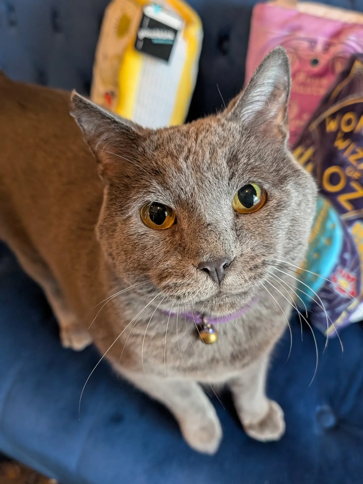 Hondo is here and desperate for your love and affection! Come to the shop today 11-8 to pet the boy, get exclusive Hondo merch, he will even pick out a book for you if you ask nicely! 

We have treat here, Hondo is a special needs cat and on a specia