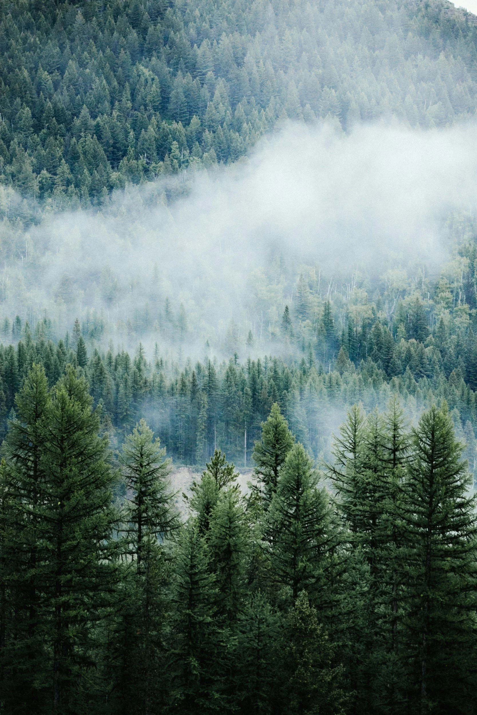 A dense forest of evergreen trees with mist and fog among the trees on a mountain slope.