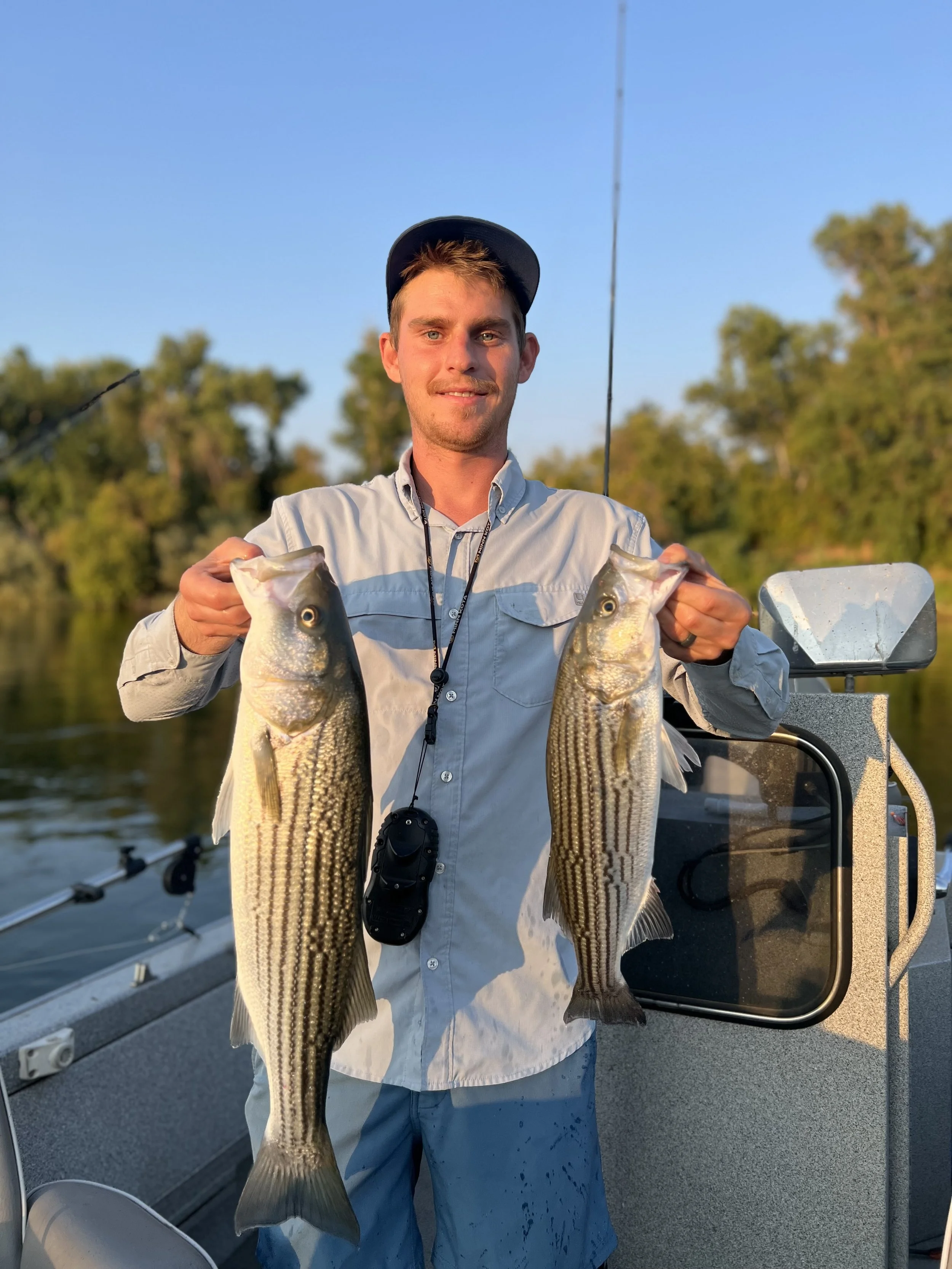 A man in a light blue shirt and baseball cap holding two striped bass fish on a boat during sunset.