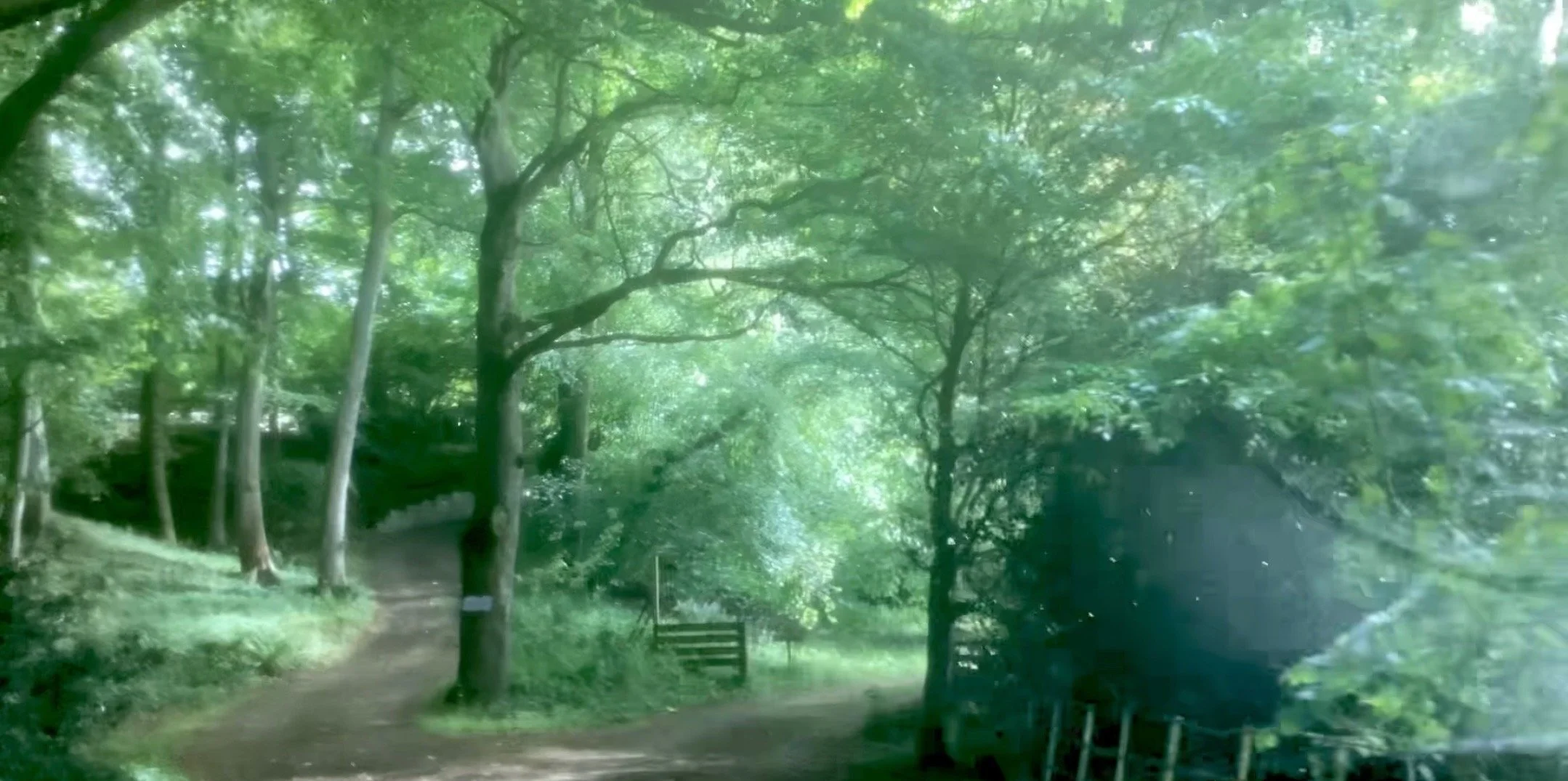A dirt pathway winding through a lush green forest with tall trees and dense foliage.