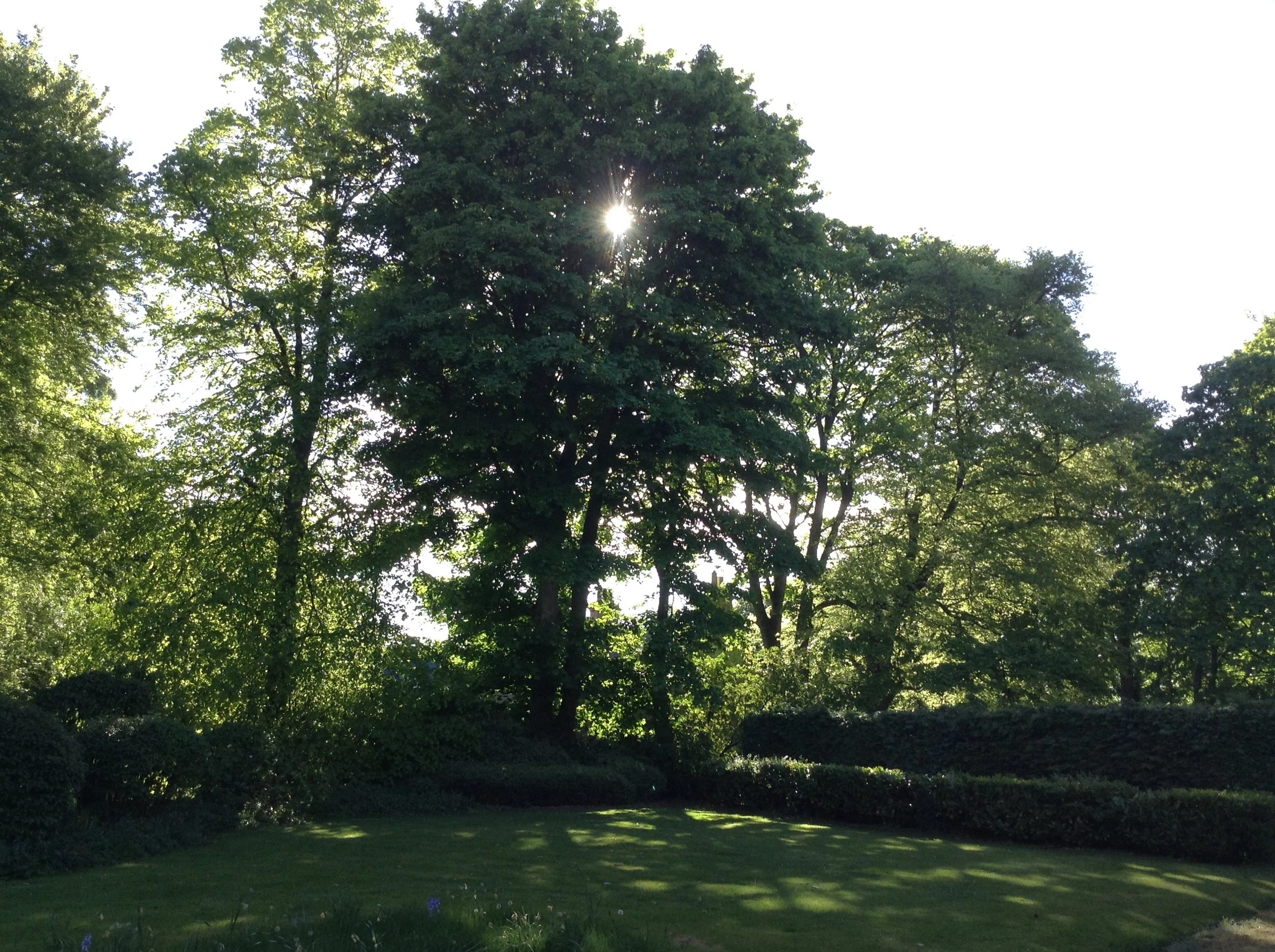 Sunlight shining through the branches of a large tree in a lush green park with trimmed hedges and a well-maintained lawn.