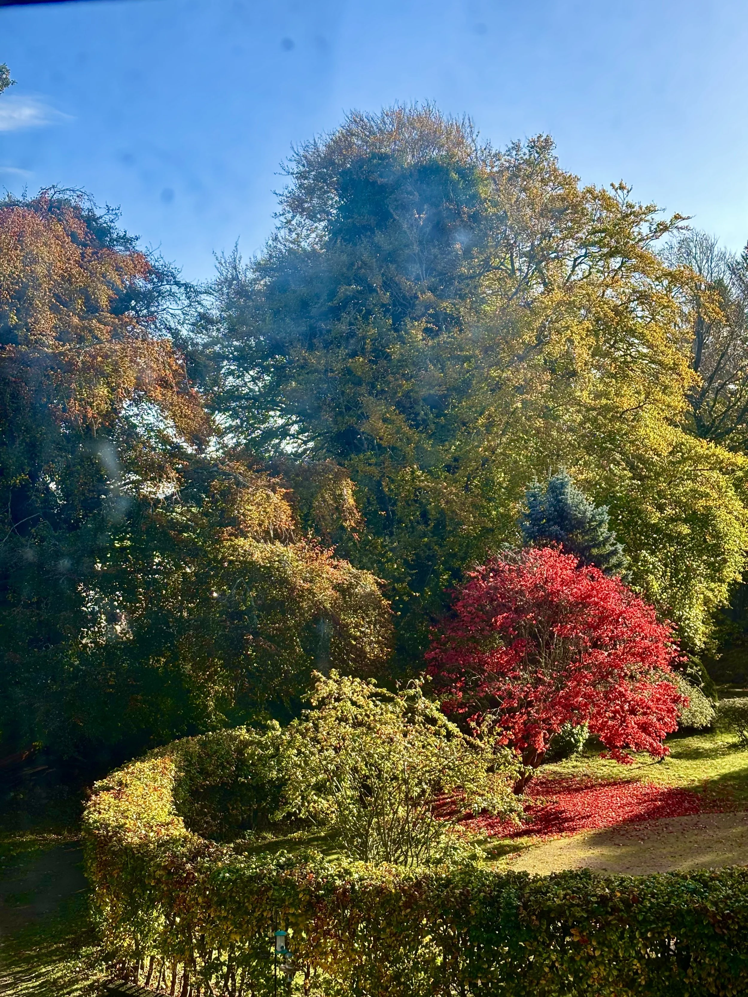 A vibrant autumn scene with trees displaying green, yellow, and red leaves on a sunny day, with a clear blue sky in the background.