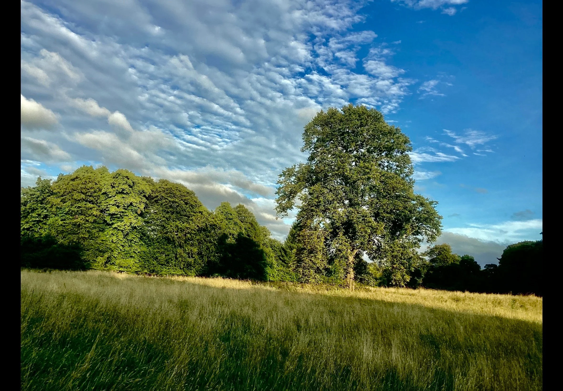 A serene landscape with a large tree in the foreground, a grassy field, and a densely wooded area on the left. The sky is partly cloudy with scattered clouds and patches of blue.