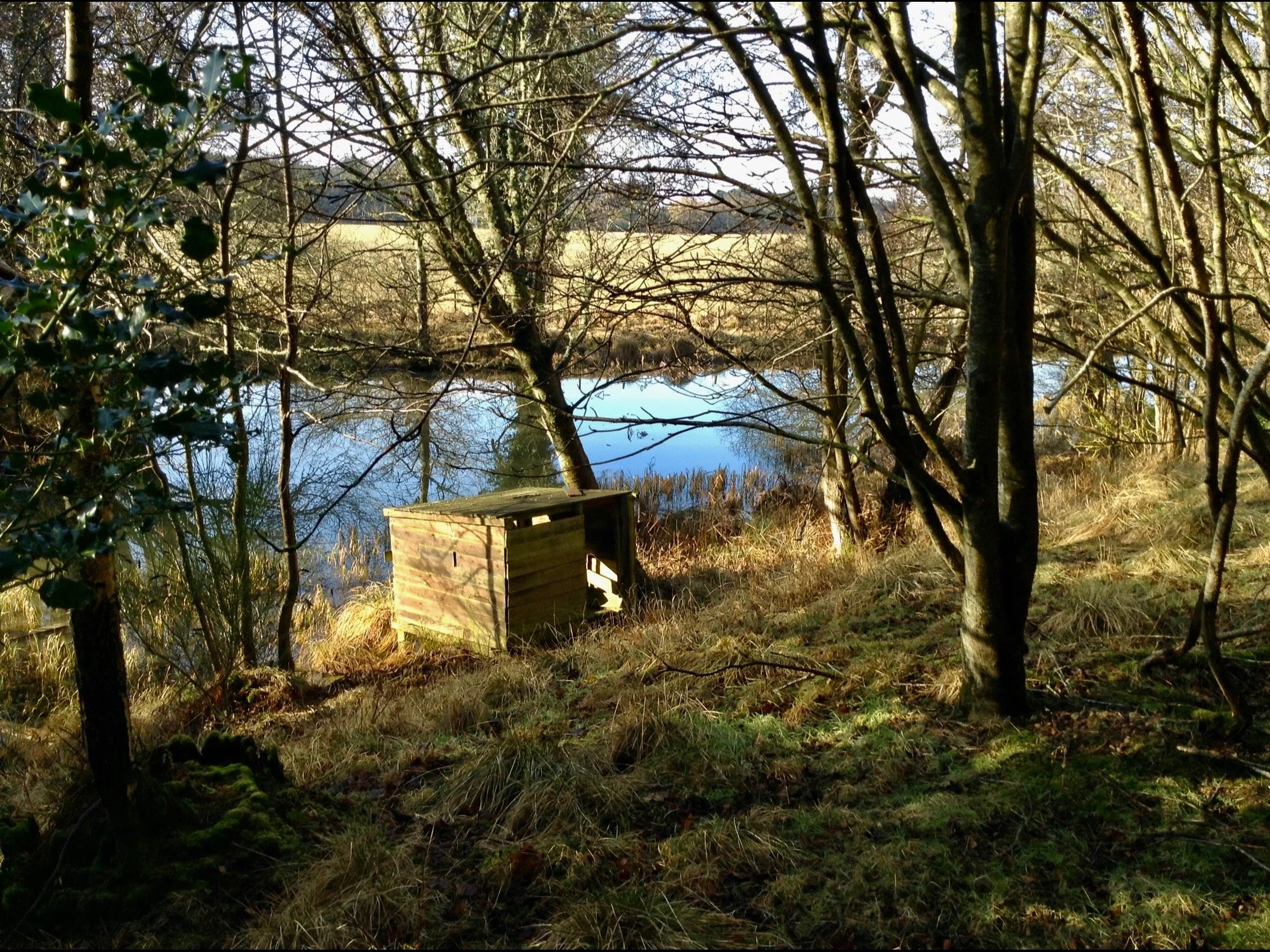 A small wooden shed with a slanted roof sits on a grassy area near a pond, surrounded by leafless trees in a natural outdoor setting.