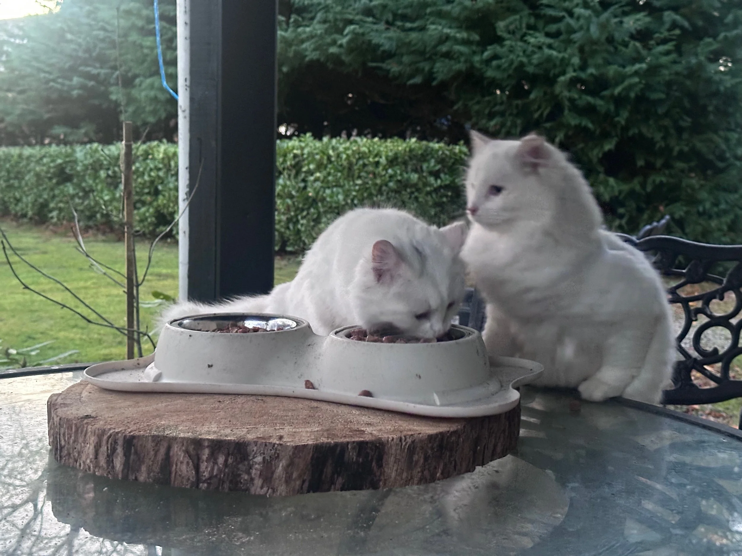 Two white cats eating from a double cat food dish on a wooden table outside, with green bushes and trees in the background.