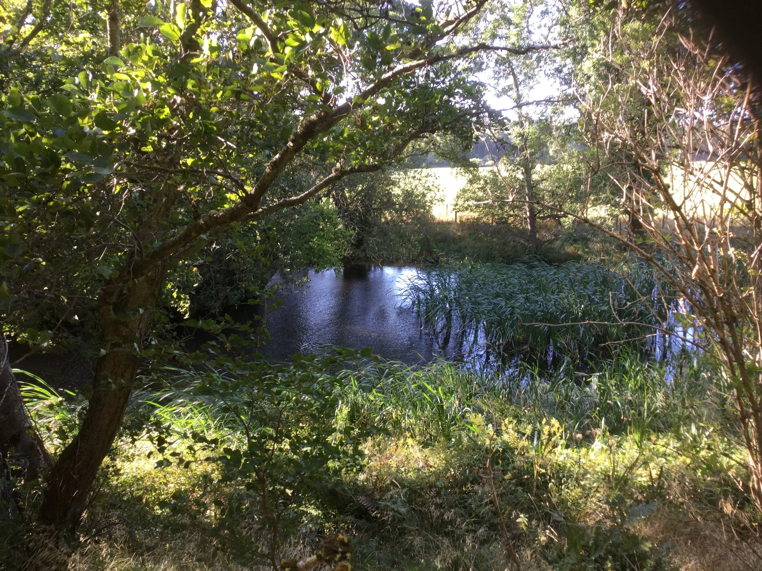 A small pond surrounded by dense green trees and plants with sunlight shining through.