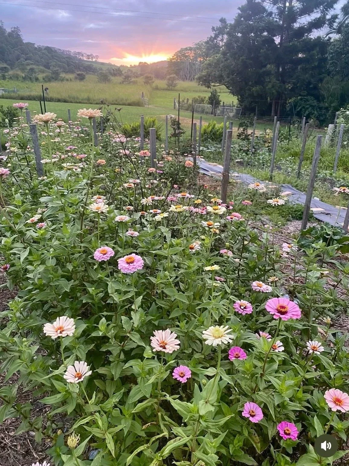 Gympie Growers: Fleur Pocket Farm