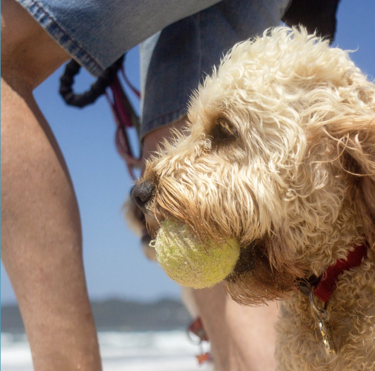 A curly-haired dog, possibly a Labradoodle, holding a tennis ball in its mouth at the beach.
